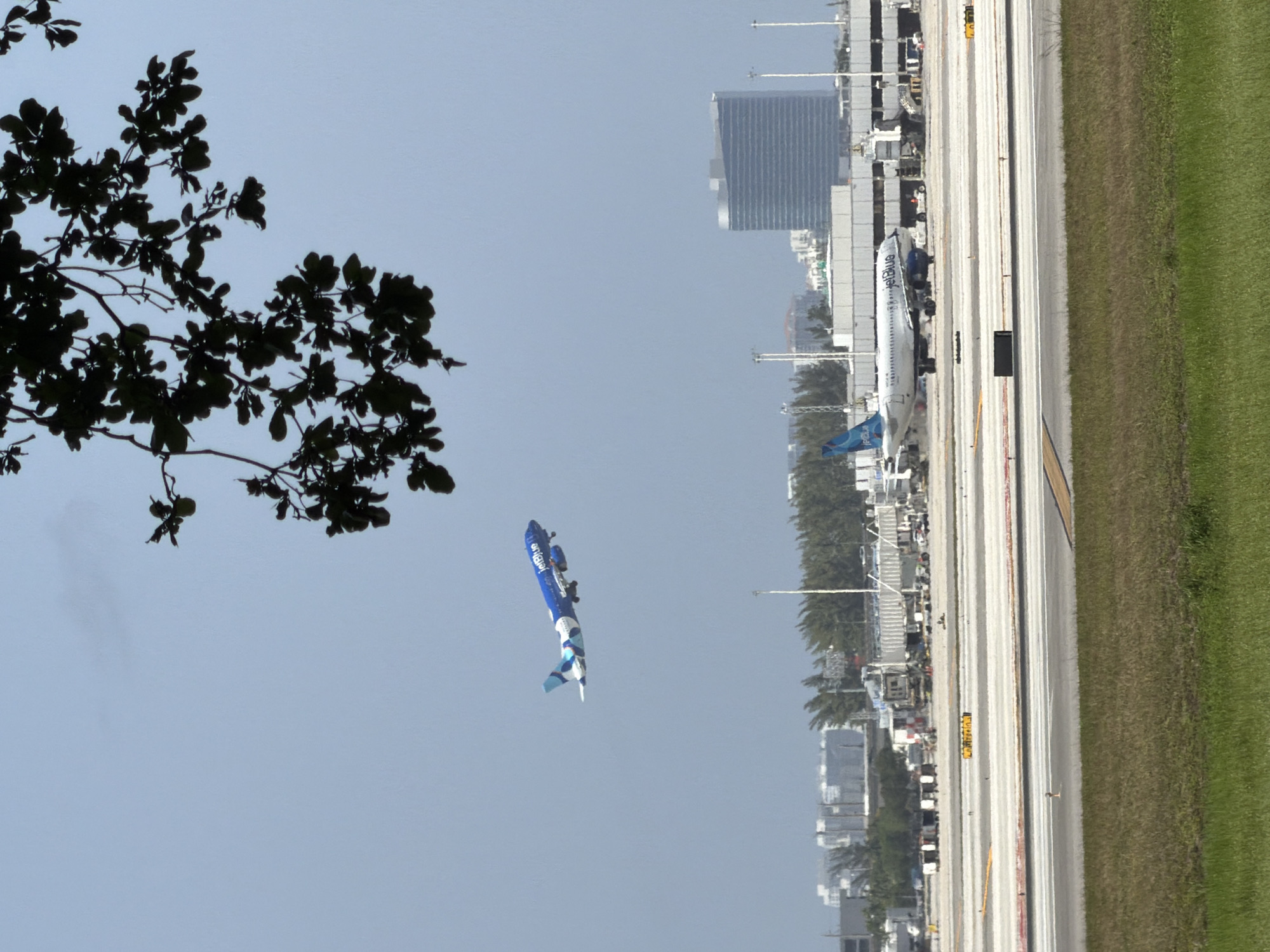 The image captures a view of Fort Lauderdale-Hollywood International Airport in Dania Beach, Florida, United States of America. In the foreground, green grass covers the ground with an airport runway visible beyond it. The runway features white and yellow markings. Further in the distance, several airplanes are visible. One JetBlue airplane is in the sky, ascending. Another JetBlue airplane is on the tarmac, about to take off. A tall, modern, grey building stands in the background, with other airport structures, trees, and city buildings visible around it. A branch with dark green leaves hangs from the top of the frame, partially obscuring the sky. The sky itself is a pale blue with no visible clouds.