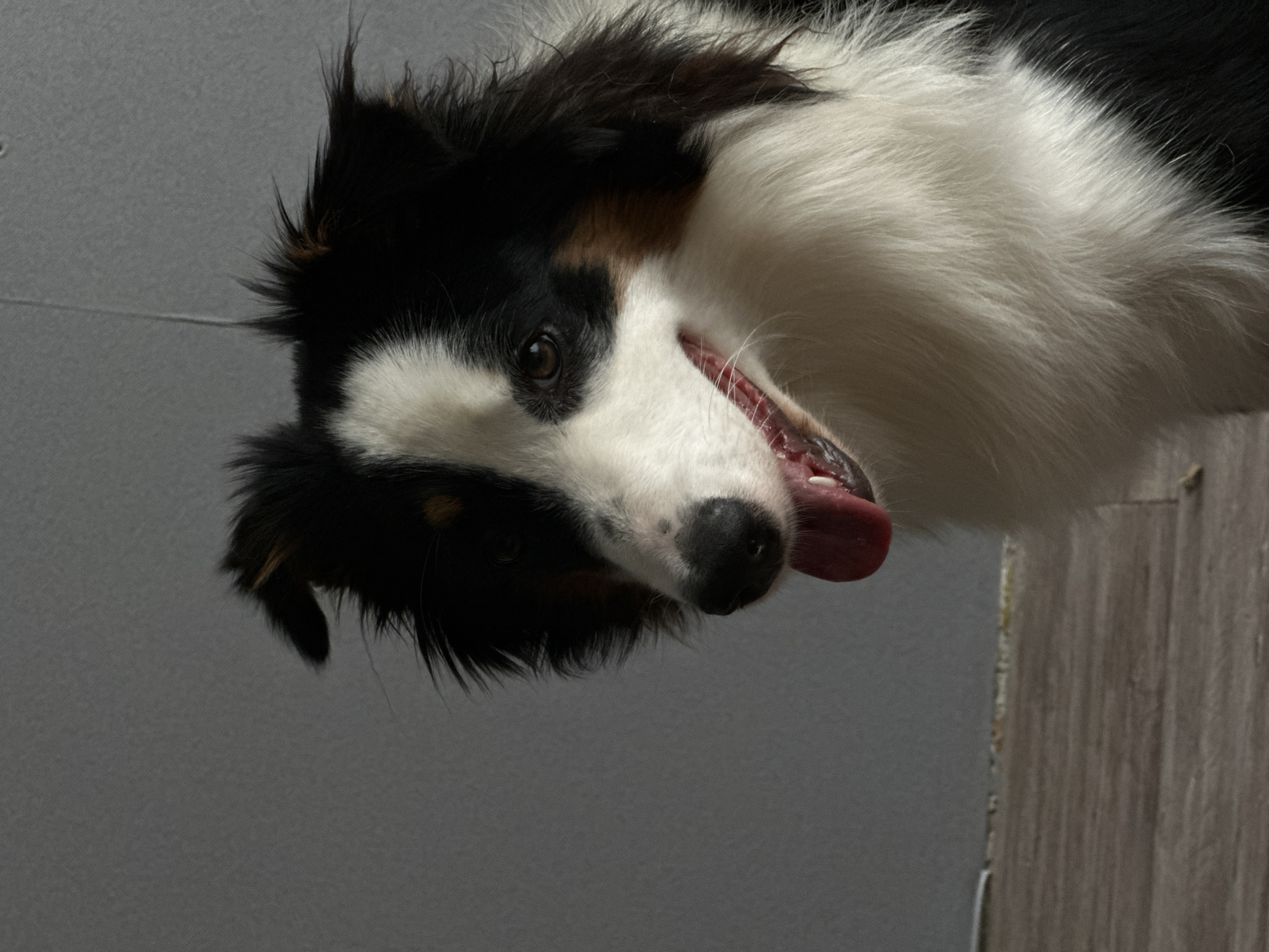 A medium shot, eye-level, vertical photograph captures the head and upper chest of a black, white, and brown Australian Shepherd dog. The dog is positioned slightly to the right of the frame, facing left, with its mouth open and tongue lolling out, suggesting it may be panting or excited. Its dark brown eyes are visible, looking towards the left. The dog's fur is thick and appears well-groomed. The background is a plain, light gray wall, which takes up the majority of the left side of the image. The bottom of the frame shows a portion of a light brown wooden floor. The lighting appears natural, casting soft shadows and highlighting the texture of the dog's fur and the wall. The image does not provide any information or visual cues that would allow for the determination of a specific location in Krasnoyarsk, Russia.