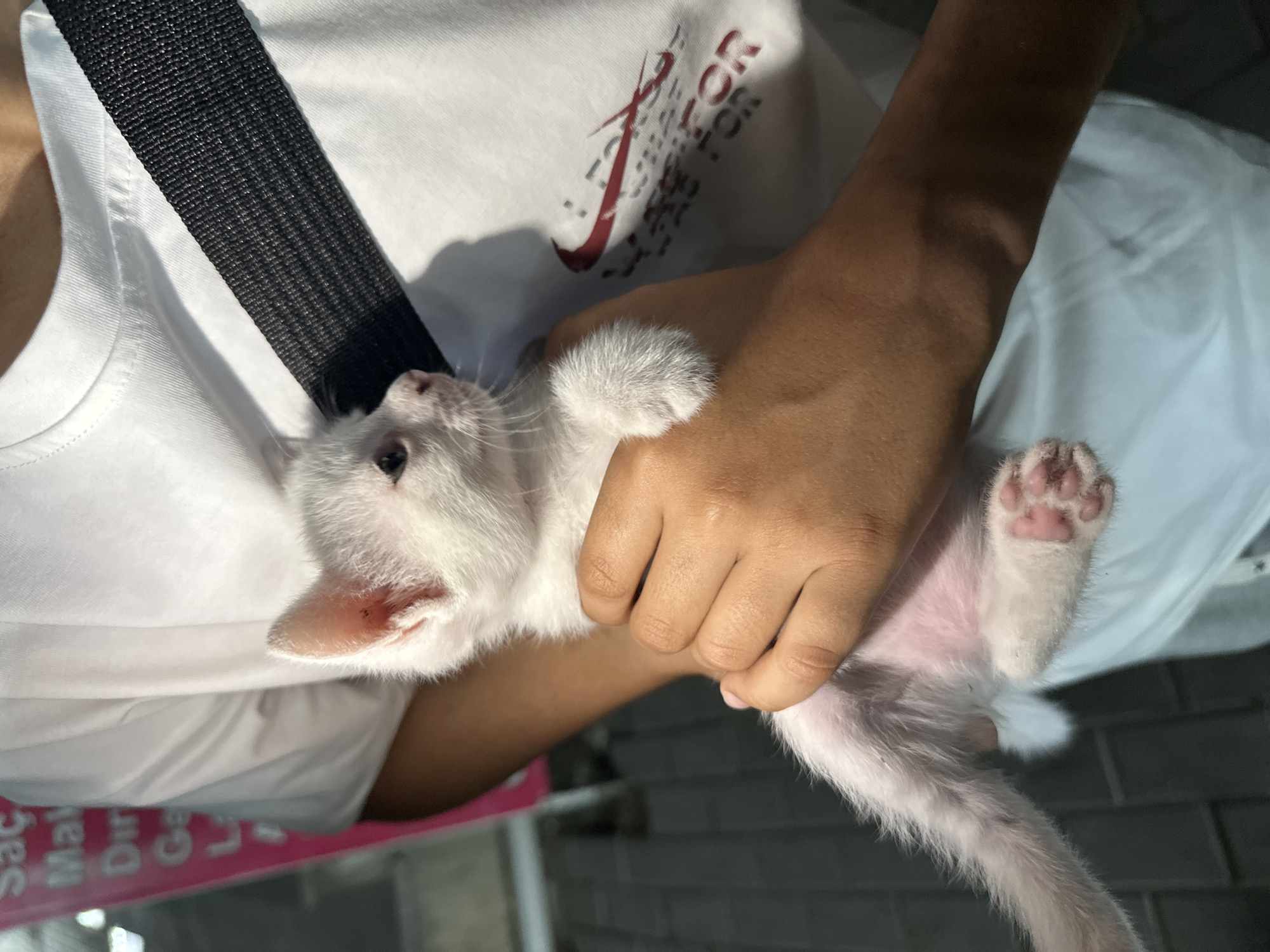 A person wearing a white t-shirt with a black strap across their chest holds a small, white kitten. The kitten is facing left, with its head slightly tilted. Its ears are pink and visible, and its eyes are closed or looking down. Its front paws are gently resting on the person's hands, while its body and hind legs extend downwards. One of the kitten's hind paws, showing pink paw pads, is visible near the bottom of the frame. The person's skin tone appears to be olive. The background is blurred, but suggests an outdoor urban setting. A pink sign with some text is partially visible on the left side. A logo resembling Nike is visible on the person's t-shirt. The lighting suggests it is daytime. The scene is likely a street or public area in Baku, Azerbaijan, given the presence of the sign and the overall urban environment.