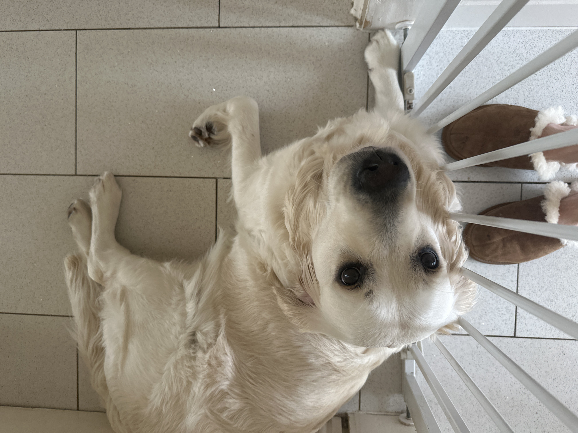 A cream-colored golden retriever dog lies on a light-gray tile floor near a white metal baby gate. The dog is on its back with its paws in the air and is looking up at the camera. Adjacent to the gate and slightly behind the dog's head are a pair of brown slippers with white furry lining. The scene is well-lit and indoors. The location in the city of London, United Kingdom is not evident from the image.
