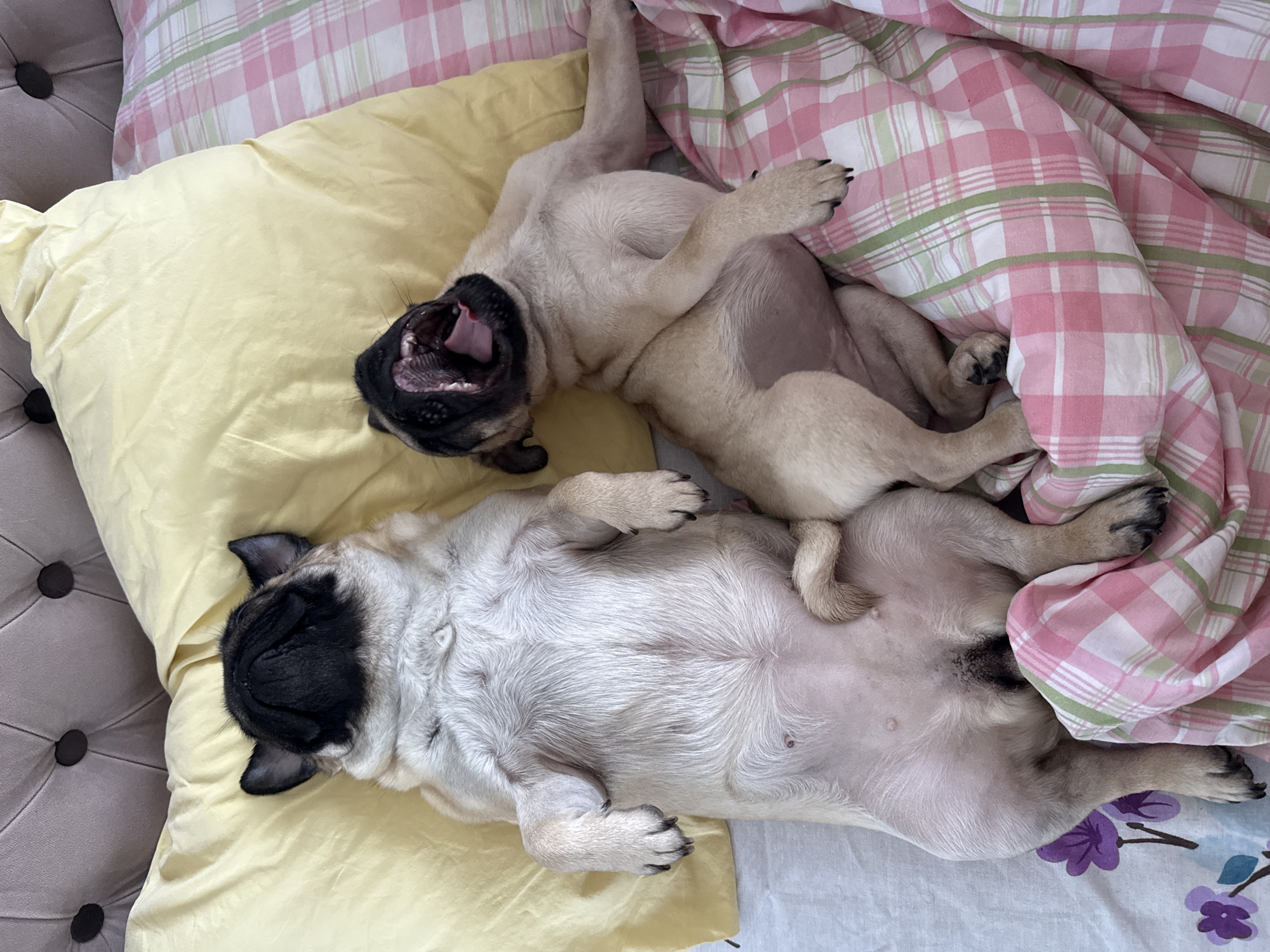 Two fawn-colored pugs are resting indoors on what appears to be a bed or sofa. The pug in the upper left is lying on its back with its mouth wide open in a yawn or stretch, revealing its tongue and teeth. Its front paws are slightly raised, and its light-colored belly is exposed. This pug rests partly on a yellow pillow and partly on a pink, green, and white plaid blanket.
The second pug, positioned below and slightly to the right of the first, is also lying on its back, appearing to be sound asleep with its eyes closed. Its belly is exposed, and its paws are gently curled. This pug lies on the yellow pillow and extends onto a white sheet or blanket featuring a purple floral pattern. To the far left of the image, a gray or taupe tufted headboard or cushion is visible. The overall scene conveys a relaxed and comfortable atmosphere, suggesting a peaceful nap for the two dogs. No text is visible in the image.