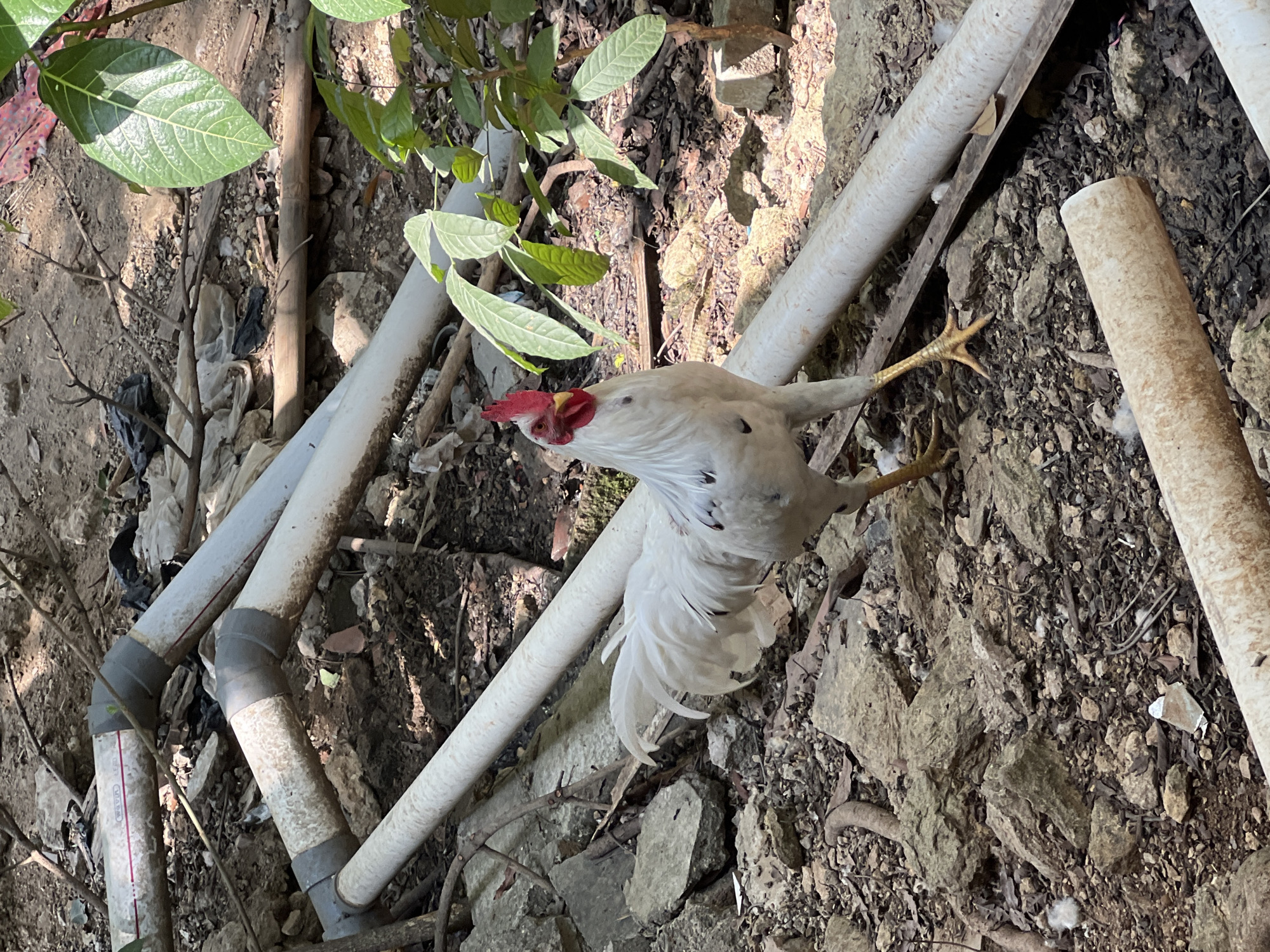 A white rooster stands in a rocky, dirt-filled area in Klapanunggal, Indonesia, surrounded by discarded white PVC pipes and dried leaves. The rooster, facing the camera, has a red comb and wattle, yellow legs and feet, and black spots on its white feathers. Its tail feathers are white and fanned out. In the background, several white PVC pipes are arranged haphazardly, some connected at angles. The ground is covered in rocks, dirt, and scattered debris, including what appears to be white plastic sheeting and black plastic bags. Green leaves from a nearby plant are visible in the upper right corner of the image, casting shadows on the scene. The lighting suggests it is daytime, with direct sunlight illuminating parts of the rooster and the ground.