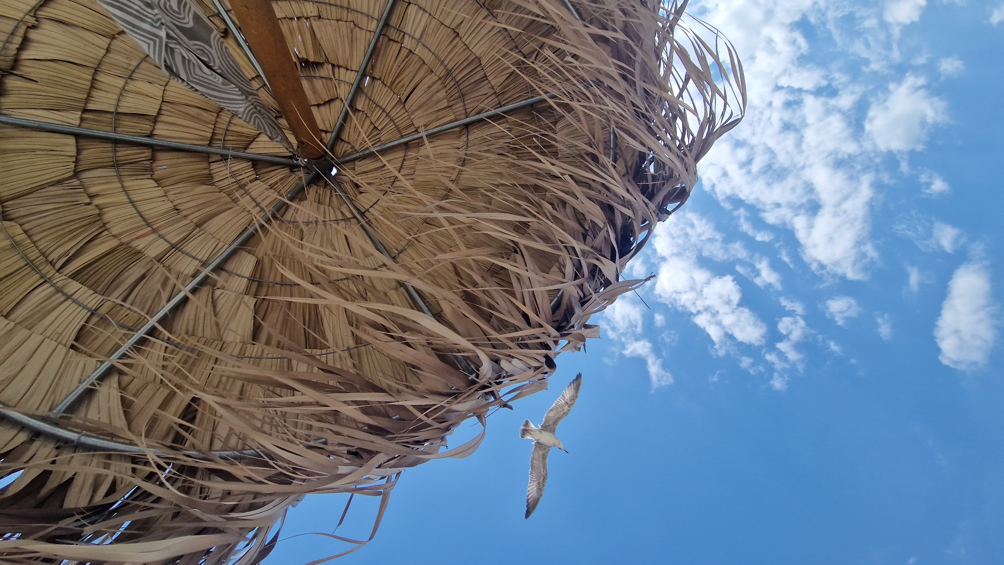 An underside view of a thatched umbrella frames the bright blue sky, dotted with fluffy white clouds. A seagull with outstretched wings soars through the sky to the left of the umbrella. The umbrella's structure of wooden poles and metal supports is visible through the dried palm fronds. The scene suggests a sunny day, likely at a beach or outdoor seating area in Varna, Bulgaria.