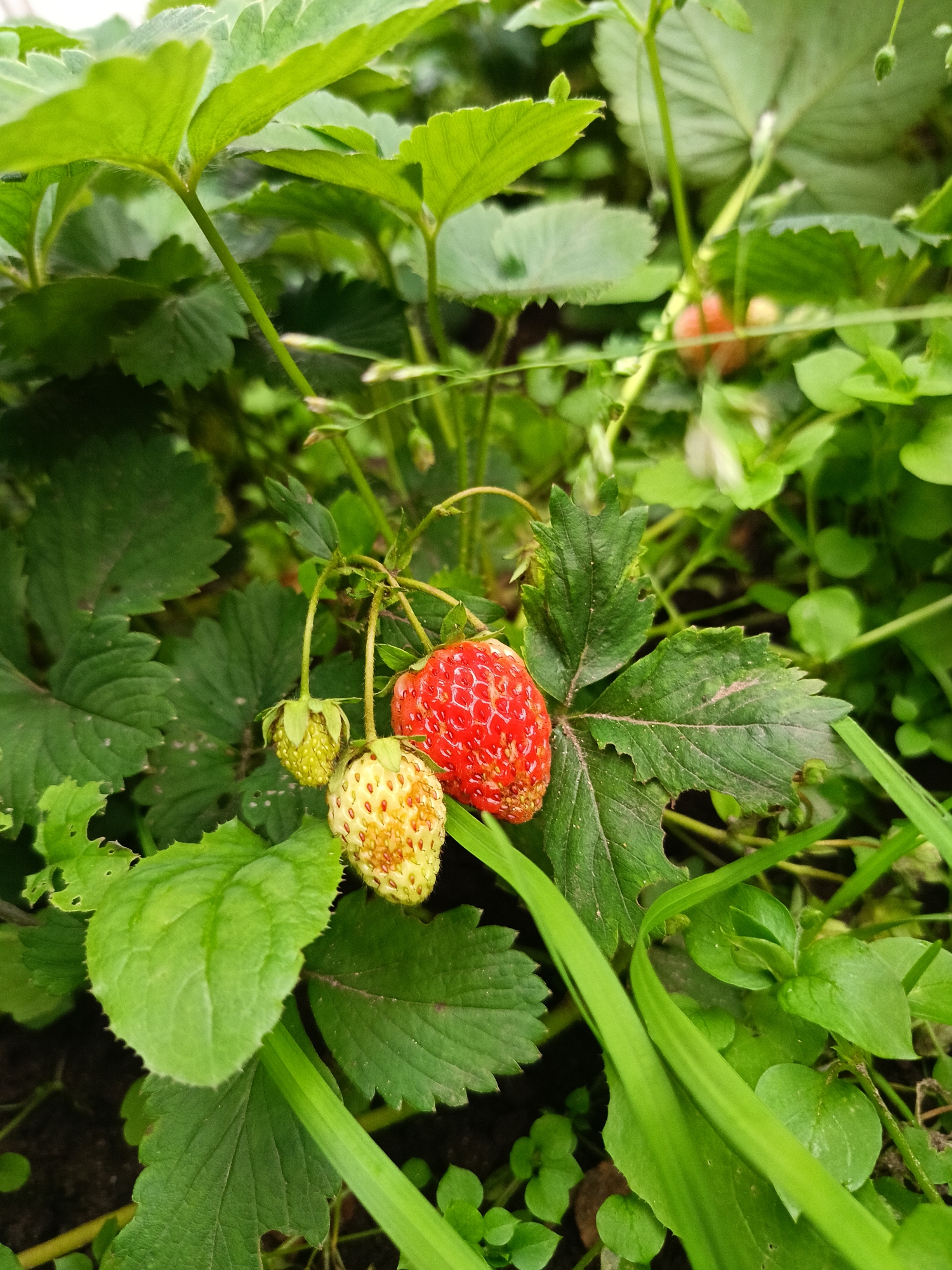 The image shows a close-up view of a strawberry plant with several strawberries and green leaves. One strawberry is ripe and red, while two others are partially ripe and yellowish-green. The leaves are green and have visible veins, and some appear to have small holes. The background consists of more greenery, suggesting an outdoor garden setting. The lighting suggests it is daytime. The image does not provide any information about a city or specific location.