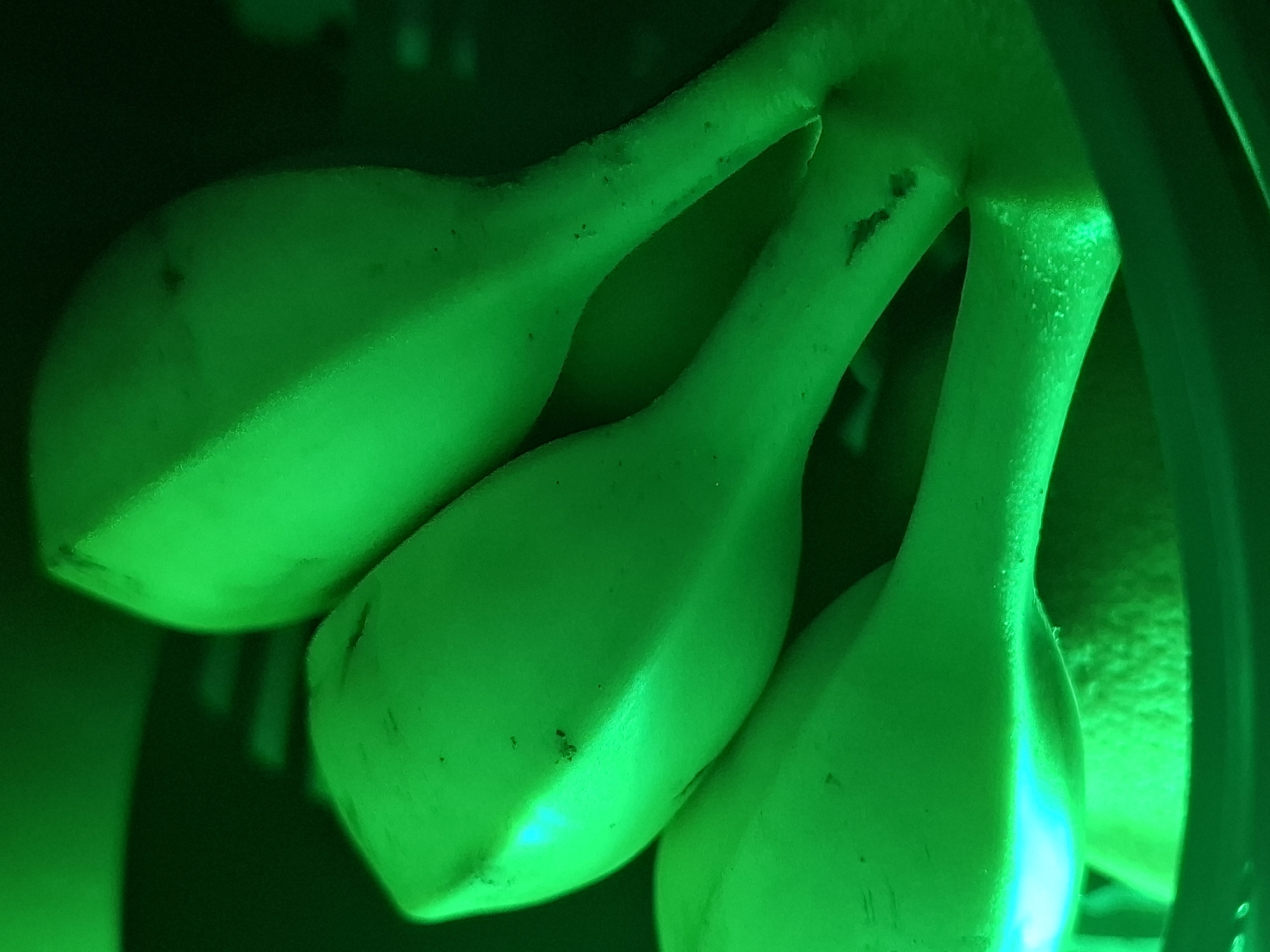 The image is a close-up, abstract photograph of several bananas, illuminated with a vibrant green light. The bananas are positioned in a cluster, with their curved forms dominating the frame. The lighting creates strong shadows and highlights, emphasizing the smooth, waxy texture of the fruit's skin. Some small dark spots are visible on the surface of the bananas, suggesting ripeness or minor imperfections. The background is dark and indistinct, further isolating the subjects. There are no people or any other objects visible that would indicate a specific location within the city of Zemun Urban Municipality, Serbia, or any other urban environment. The scene is devoid of any narrative or context beyond the visual presentation of the fruit under artificial lighting.