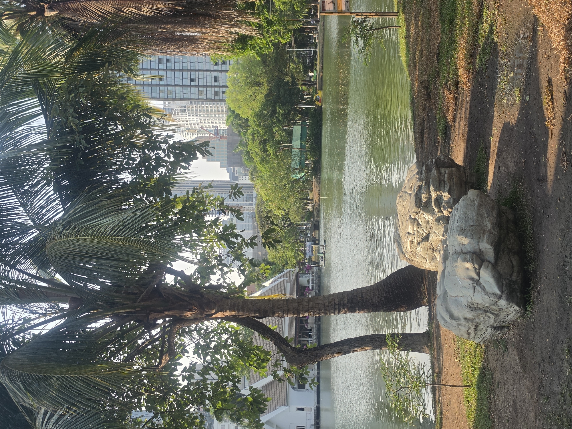 The image, when properly oriented, presents a serene park scene centered around a wide, calm lake or pond, juxtaposed with a distant urban skyline.
In the foreground, a dirt path runs along the immediate edge of the water. This path is illuminated by sunlight, casting long, distinct shadows, suggesting either early morning or late afternoon. Several large, light-colored rocks are situated near the path and water's edge on the right side.
To the left, a tall coconut palm tree with lush green fronds stands prominently, with its trunk extending from the bottom to near the top of the frame. Other leafy green trees are also visible, partially obscuring a quaint, traditional-style white building with a brown roof, which is located close to the water on the left bank.
The expansive lake dominates the midground, reflecting the clear sky and surrounding greenery with a slightly green tint. Its surface shows subtle ripples. On the opposite bank of the lake, a dense line of trees forms a natural barrier, beyond which modern high-rise buildings and skyscrapers of a city are clearly visible, indicating an urban setting. A bright yellow swan-shaped paddle boat is docked or floating near the far bank, hinting at recreational activities available in the park.
The atmosphere is tranquil and peaceful, showcasing a green sanctuary within a bustling city. The tropical vegetation, contemporary architecture, and presence of a lake with swan boats align with common features of parks in Bangkok, Thailand. Distant signs are visible near the far bank, but any text on them is too small to be legible.