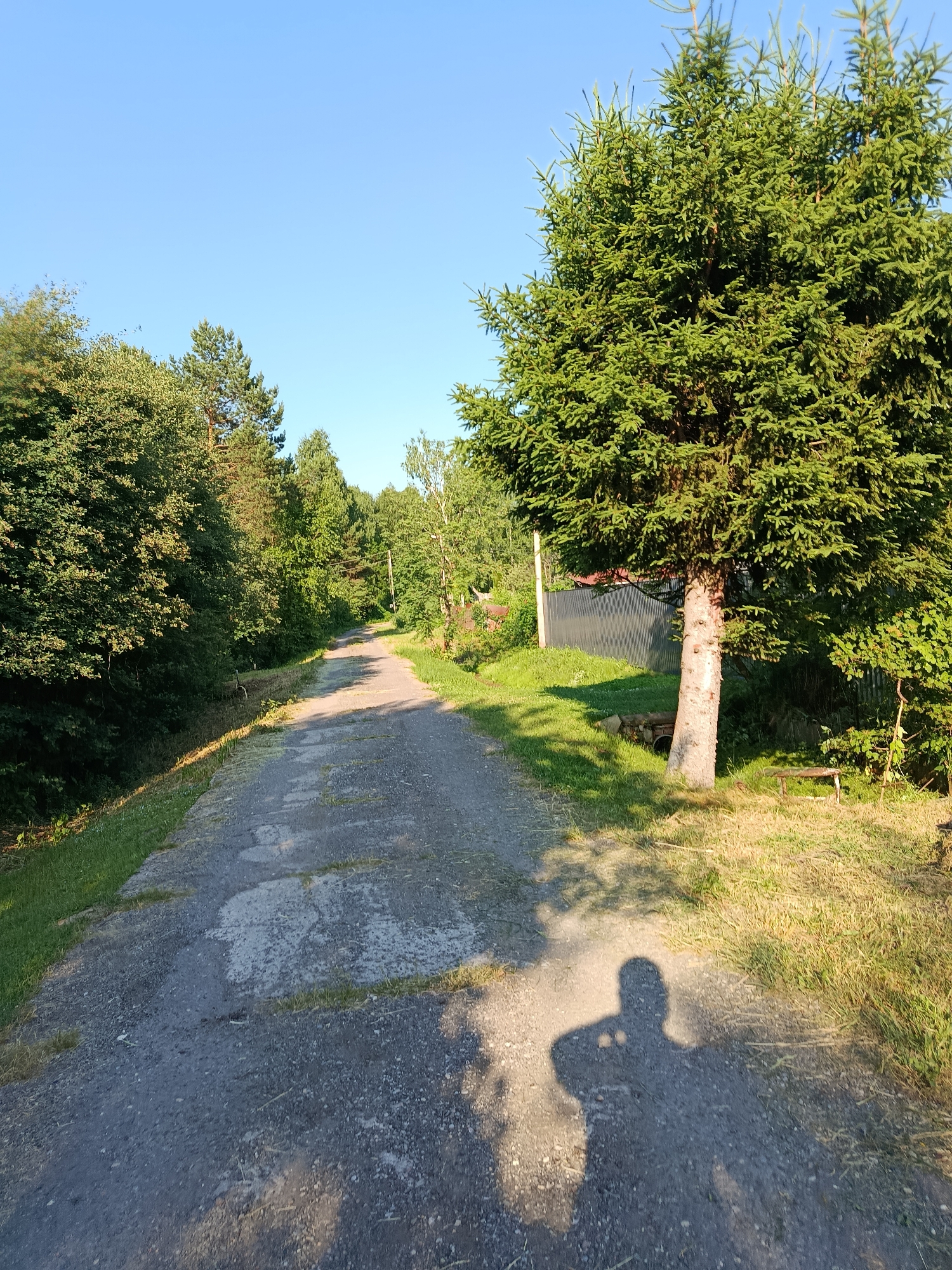 The image depicts a gravel path winding through a rural landscape, likely in or near Alferovo, Russia, given the presence of deciduous and coniferous trees, under a clear blue sky. The path is cracked and uneven in places, with grass growing through the surface. On the right side of the path, a large evergreen tree stands prominently, its branches casting a shadow. A corrugated metal fence is visible behind the tree, suggesting a boundary or a structure nearby. To the left of the path, dense foliage forms a wall of greenery. A shadow of a person, presumably the photographer, is cast across the path in the foreground, their pose suggesting they are holding a device, likely a camera or phone, to capture the scene. The overall impression is one of a peaceful, sunny day in a natural setting.