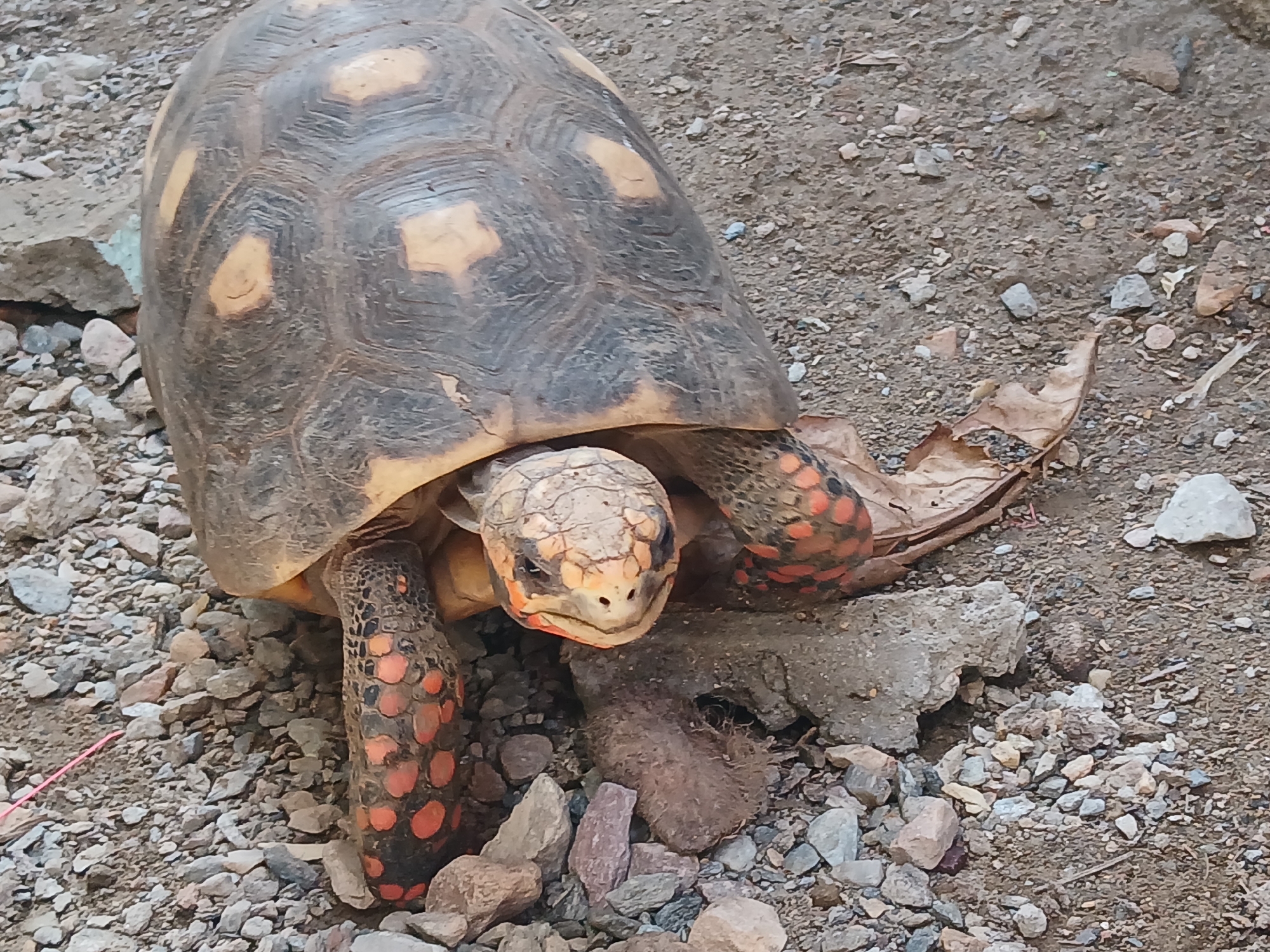 A red-footed tortoise is pictured from a high-angle perspective, resting on a gravelly, dirt ground scattered with small rocks and a few larger pieces of broken concrete. The tortoise, facing forward, has a dark carapace marked with irregular, lighter yellow patches. Its head and legs are visible, the legs displaying a striking pattern of black scales interspersed with bright orange-red spots. The tortoise's mouth is slightly open, and its eyes are dark and watchful. The environment suggests an outdoor, possibly arid or semi-arid setting, with debris indicating human activity or natural decomposition. The scene is devoid of any people or signs of urban life, despite the prompt's request to include the location of Juan Griego, Venezuela, as no visual cues confirm this specific locale.