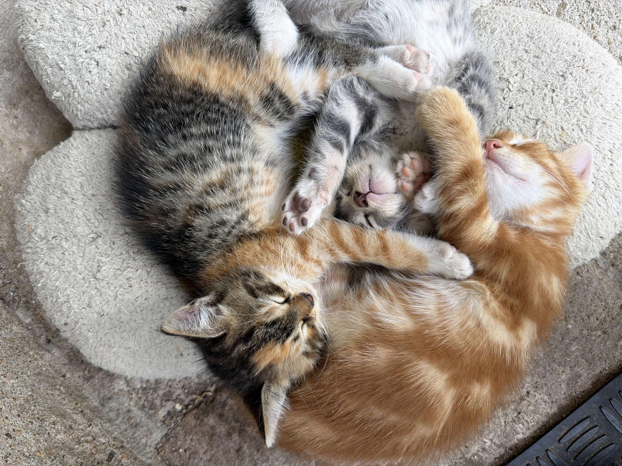 The image displays a top-down view of three to four kittens sleeping huddled together on a light-colored, matted fabric surface, which rests on a grey concrete or paved ground in Unknown, Unknown. The primary kitten on top is a calico or tortie with distinct black, orange, and grey tabby markings, its head resting on an orange tabby kitten. Beneath these, at least one grey tabby kitten is visible, partially obscured, with pink paw pads and a pink nose. All kittens have their eyes closed, indicating sleep. The concrete ground surrounding the fabric surface has a coarse texture. A dark, partially visible object with horizontal ridges, possibly a grate or part of a drain cover, is located in the bottom left corner of the frame on the concrete. Natural daylight illuminates the scene from above.