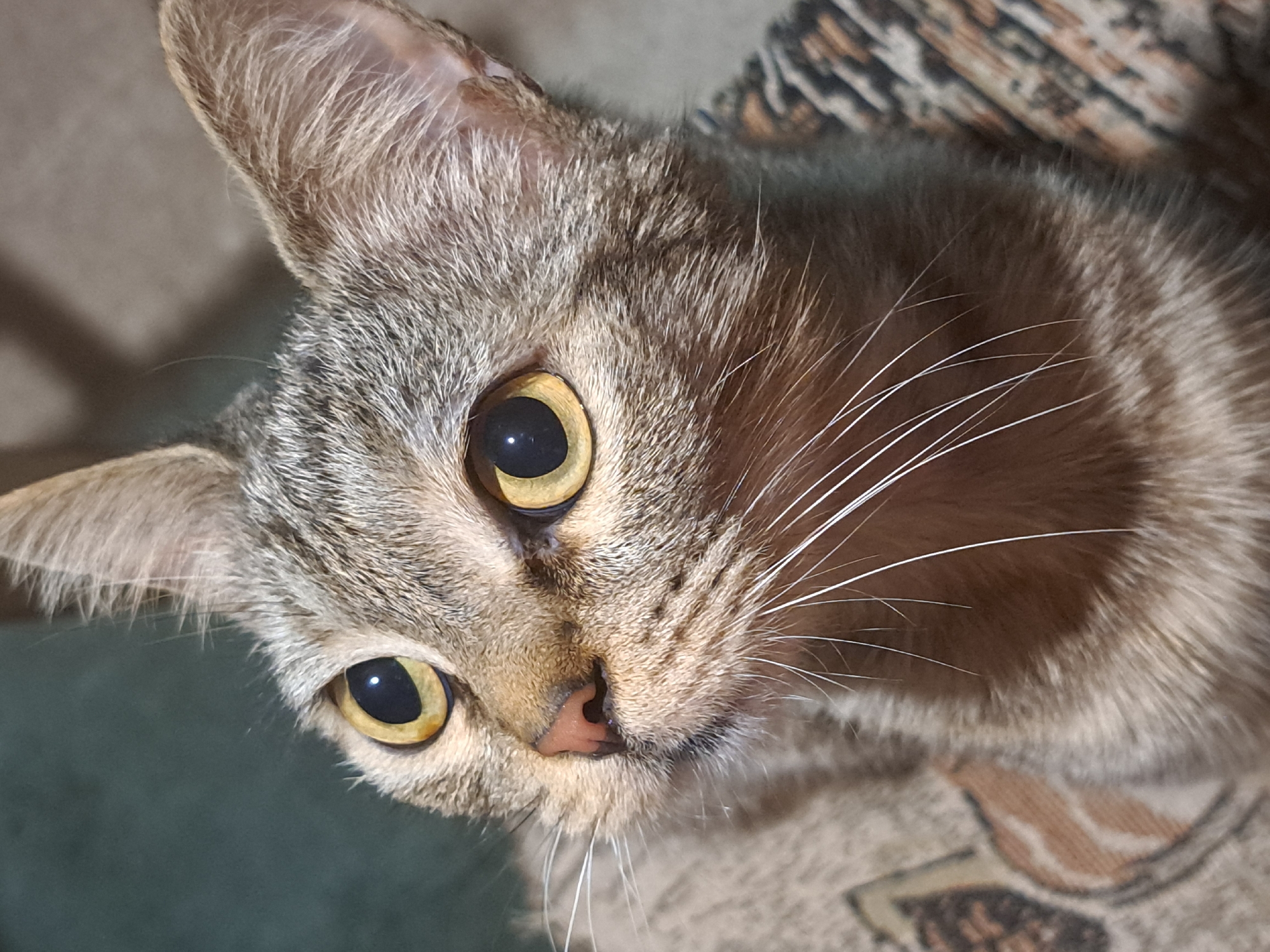 A close-up, eye-level shot features a domestic short-haired cat with striking yellow eyes. The cat has a tabby coat pattern with gray and brown stripes. Its ears are pointed and upright, and its white whiskers are prominent against its fur. The cat is positioned on a patterned fabric surface, possibly upholstery, which has an abstract design in shades of brown and beige. The background is softly blurred, suggesting a shallow depth of field, with muted green and gray tones. The lighting highlights the cat's facial features, particularly its eyes and fur texture. The image is a portrait of the cat, focusing on its face and upper body. There is no indication of the cat's location in Vypasne, Ukraine, or any specific environmental details to suggest this.