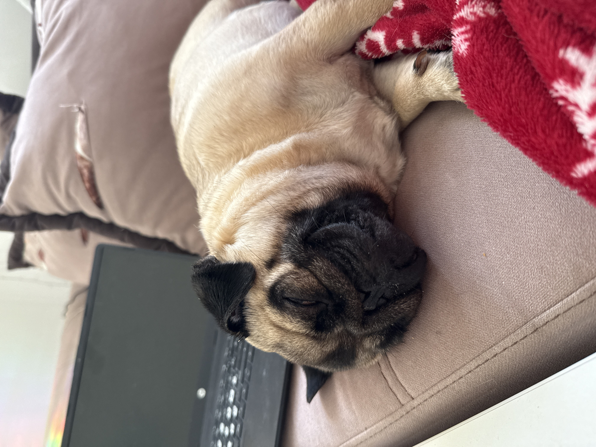 An elderly pug dog sleeps peacefully on a rose-colored couch next to a laptop. The pug's fawn-colored fur is soft and wrinkled, with a black mask around its eyes and muzzle. A red blanket with a white snowflake pattern is draped over the dog's hind legs. The couch is positioned in front of a large window that allows natural light to illuminate the scene. The overall impression is one of warmth and comfort. The location is Unknown, Unknown.