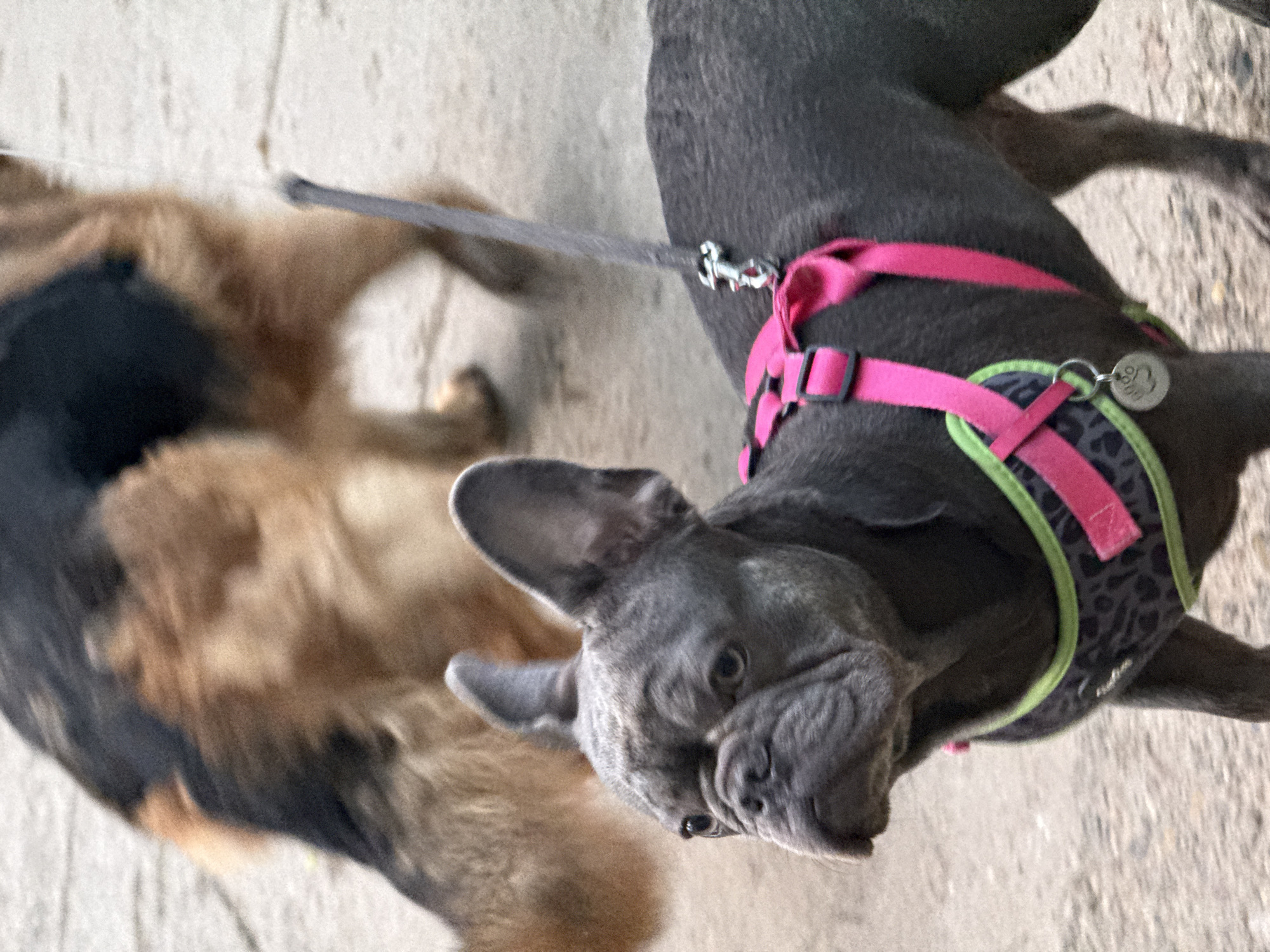 A French Bulldog with gray fur and pink harness is in focus in the foreground of the image. Behind it, a blurred German Shepherd is walking away. The dogs are on a pavement.