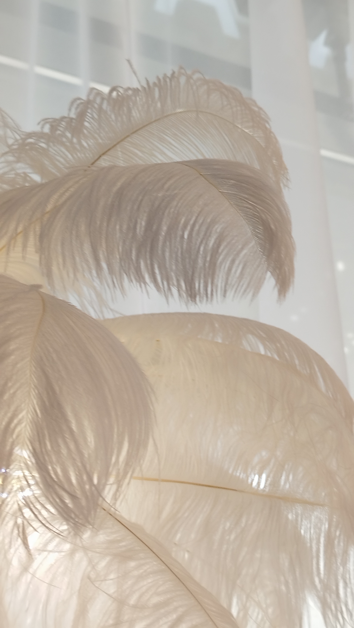 This image is a close-up, upward-angle shot of several large, white feathers, likely from an ostrich, against a softly blurred background of white curtains or sheer fabric. The lighting is bright and diffuse, creating a luminous effect and casting gentle shadows. The feathers are arranged in a cascading manner, with the uppermost feather curving down from the top left, its delicate barbs fanning out. Below it, another large feather fills the center and right side of the frame, with its textured surface clearly visible. A third, partially visible feather is in the lower left quadrant, its stem catching the light. The overall impression is one of softness, elegance, and a touch of ethereal beauty. There are no people or discernible environmental features of a city visible, indicating the scene is likely indoors or within a controlled setting.