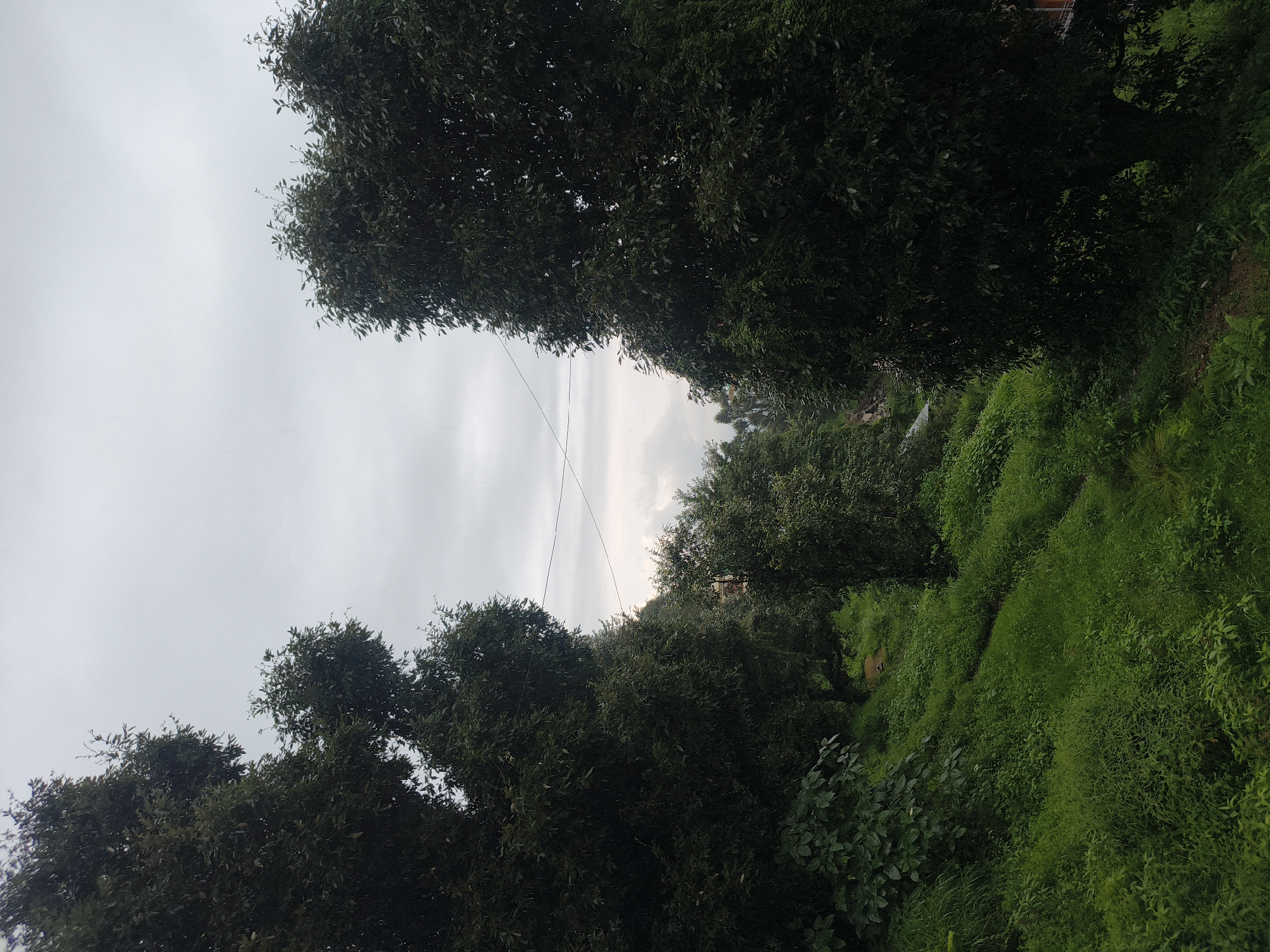 The image depicts a lush, green hillside under a cloudy sky. Dense foliage from numerous trees dominates the foreground and midground, with some branches reaching towards the sky. A faint, thin path or trail winds its way up the grassy slope. In the distance, hints of structures, possibly houses, can be seen nestled amongst the trees, suggesting a semi-rural or mountainous settlement. Overhead, two thin wires or cables are visible against the overcast sky, possibly power lines or telephone wires. The overall impression is one of a verdant, somewhat overcast natural landscape, with signs of human habitation subtly integrated into the environment. The specific location in the city of Haini, India, is not visually discernible from the image itself, but the scene is consistent with the landscape found in hilly regions of India.
