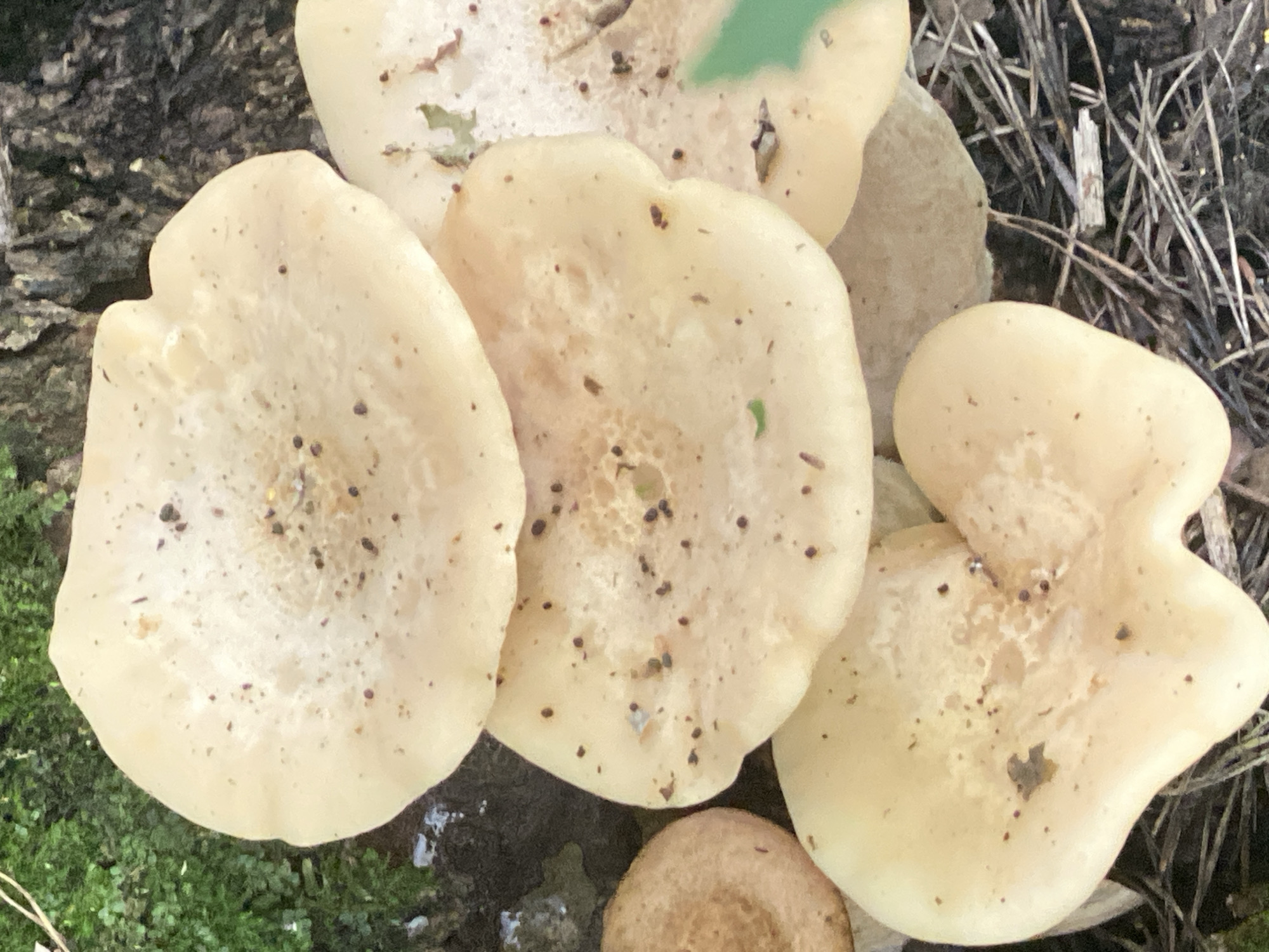 The image shows a cluster of light tan mushrooms growing on the side of a rough-barked tree stump. The mushrooms have wide, flat caps with some visible gills underneath. The caps are speckled with small dark particles, possibly debris from the surrounding environment. The ground around the mushrooms is covered with moss and dry pine needles. The lighting suggests an outdoor, natural setting, possibly a forest or park area. The image does not contain any people or animals. The scene is static and focused on the fungi. There is no information available about the location in Novokuznetsk, Russia, as this detail is not depicted in the image itself.