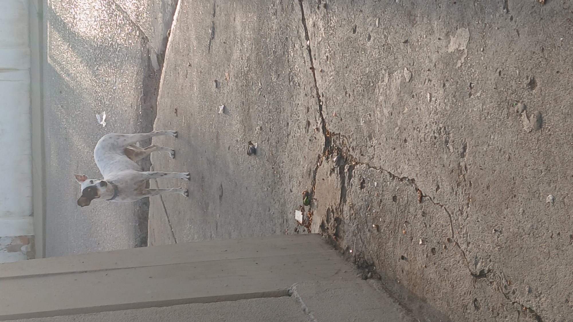 A medium shot looking down at a white, spotted dog standing on a grey concrete surface that appears to be a sidewalk. The dog has a brown patch over its eye. A crack runs through the concrete sidewalk. The picture was most likely taken on an overcast day with light dappled across the surface. Location cannot be ascertained.
