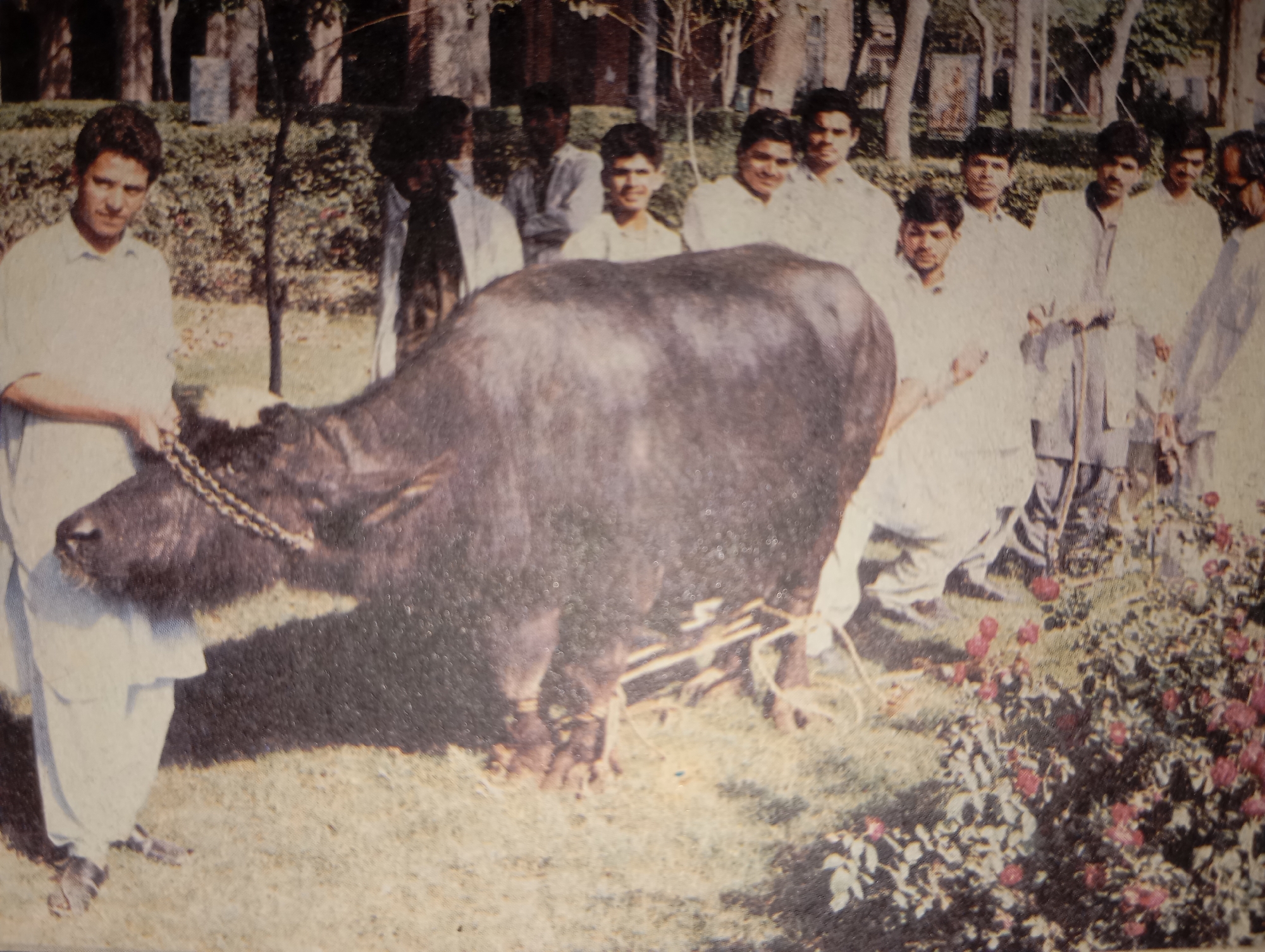A group of at least ten men, likely in Hakale, Pakistan, are gathered outdoors with a large, dark-colored buffalo. One man in the foreground, wearing a light-colored shirt and pants, holds a chain attached to the buffalo's head. The buffalo appears to be wearing a yoke or harness. The men are dressed in traditional South Asian attire, predominantly light-colored shirts and shalwar kameez. They are standing on a grassy area with some rose bushes to the right of the buffalo. In the background, there are trees and some structures that suggest an urban or institutional setting. The image quality is degraded, possibly due to age or poor scanning, with visible grain and color distortion. The lighting suggests it is daytime. The overall impression is a community gathering centered around the buffalo.