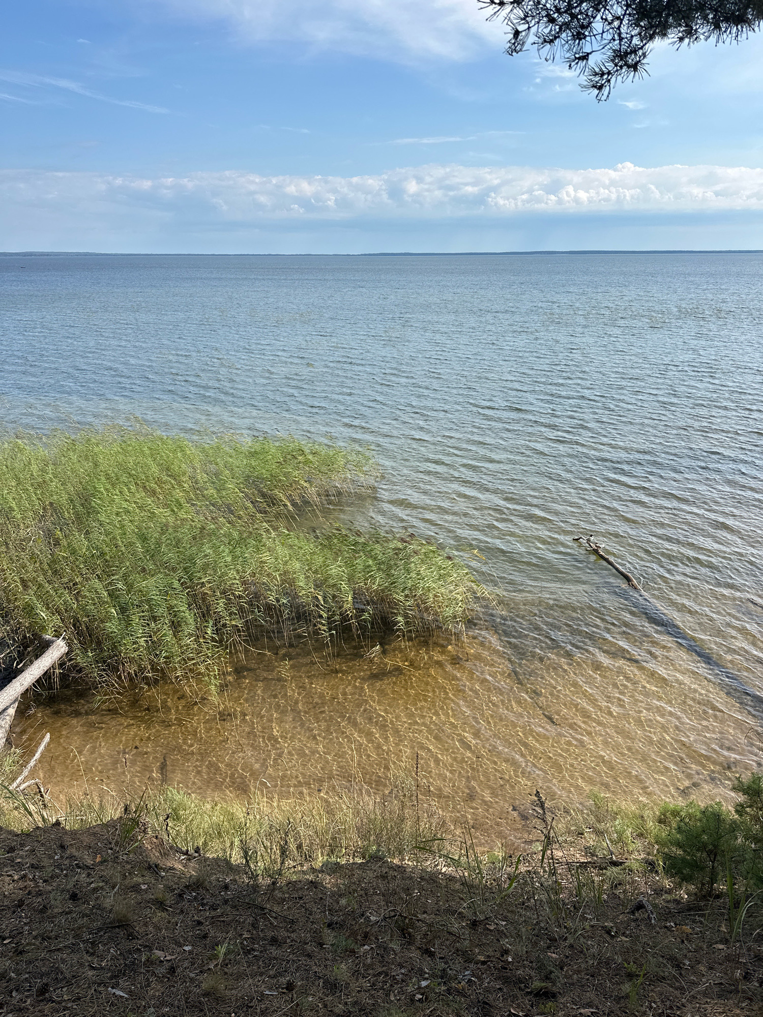 The image depicts a tranquil waterscape, likely a lake or large body of water, under a partly cloudy sky. The foreground features a sandy bank with dry grass, pine needles, and a few small pine saplings. A fallen log rests on the bank, partially submerged in the shallow, clear water near the shore. Extensive reed growth emerges from the water along the left side of the frame, its green stalks swaying gently. The water itself is a calm, shimmering blue, with ripples visible across its surface. A long, thin piece of driftwood lies submerged in the water on the right, casting a shadow. In the distance, a hazy horizon line separates the water from the sky, which is a pale blue with scattered white clouds. The scene evokes a natural, serene environment, possibly within the Нарацкі сельскі Савет region of Belarus. There are no people visible in the image.