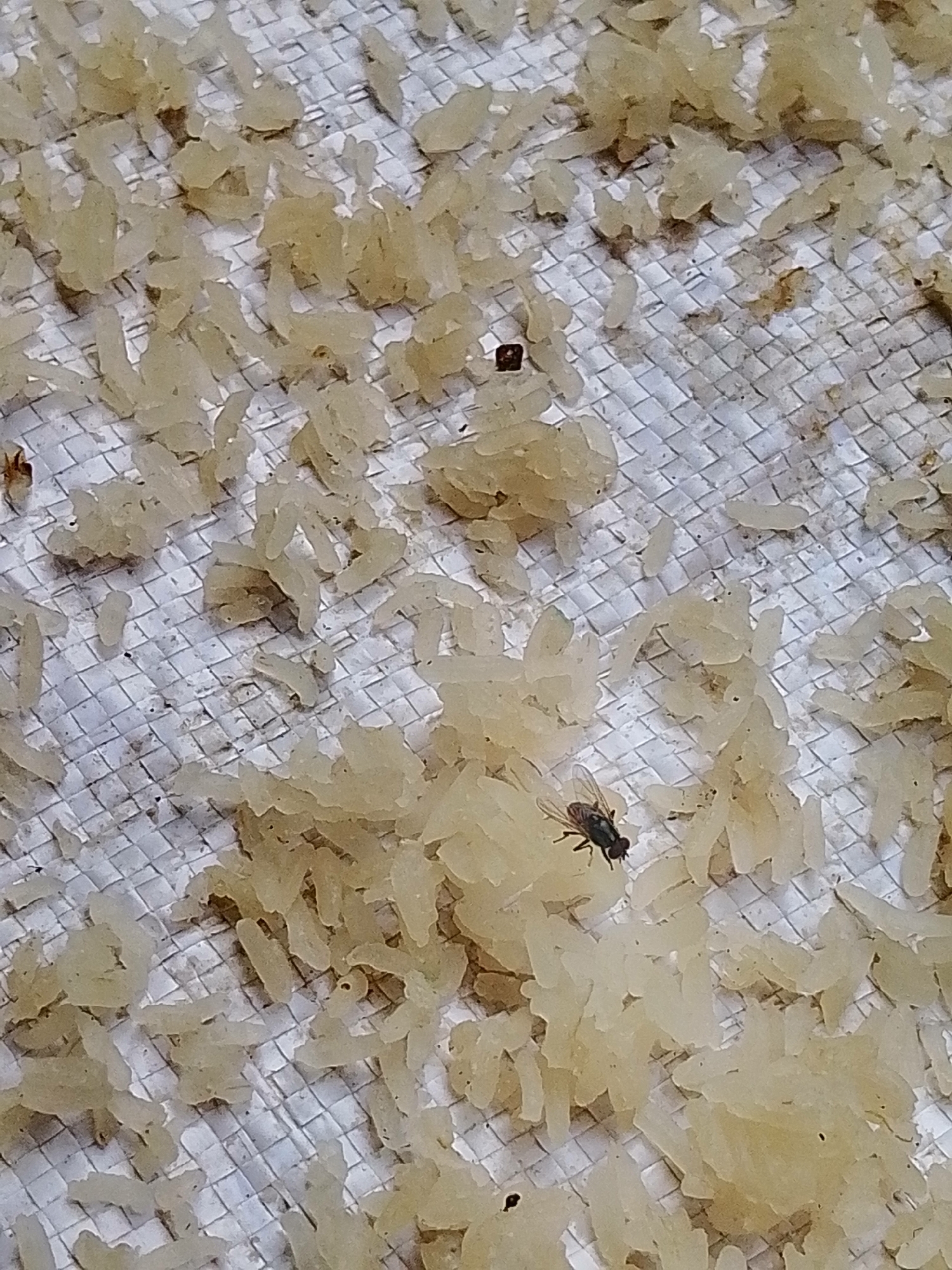 The image shows a close-up, high-angle view of cooked rice spread on a sieve or mesh surface. Several grains of rice are visible, appearing somewhat clumpy and light yellow in color. Scattered amongst the rice are at least two flies. One fly is clearly visible in the lower right quadrant of the image, with its wings and legs distinct. Another smaller dark speck, possibly an insect or piece of debris, is visible in the upper left quadrant. The background is a white, gridded mesh. The image does not contain any specific elements that would allow for localization to the city of Barabai, Indonesia, or any other specific geographic location. The scene appears to be an outdoor or indoor setting where rice is being dried or prepared, with insect contamination.