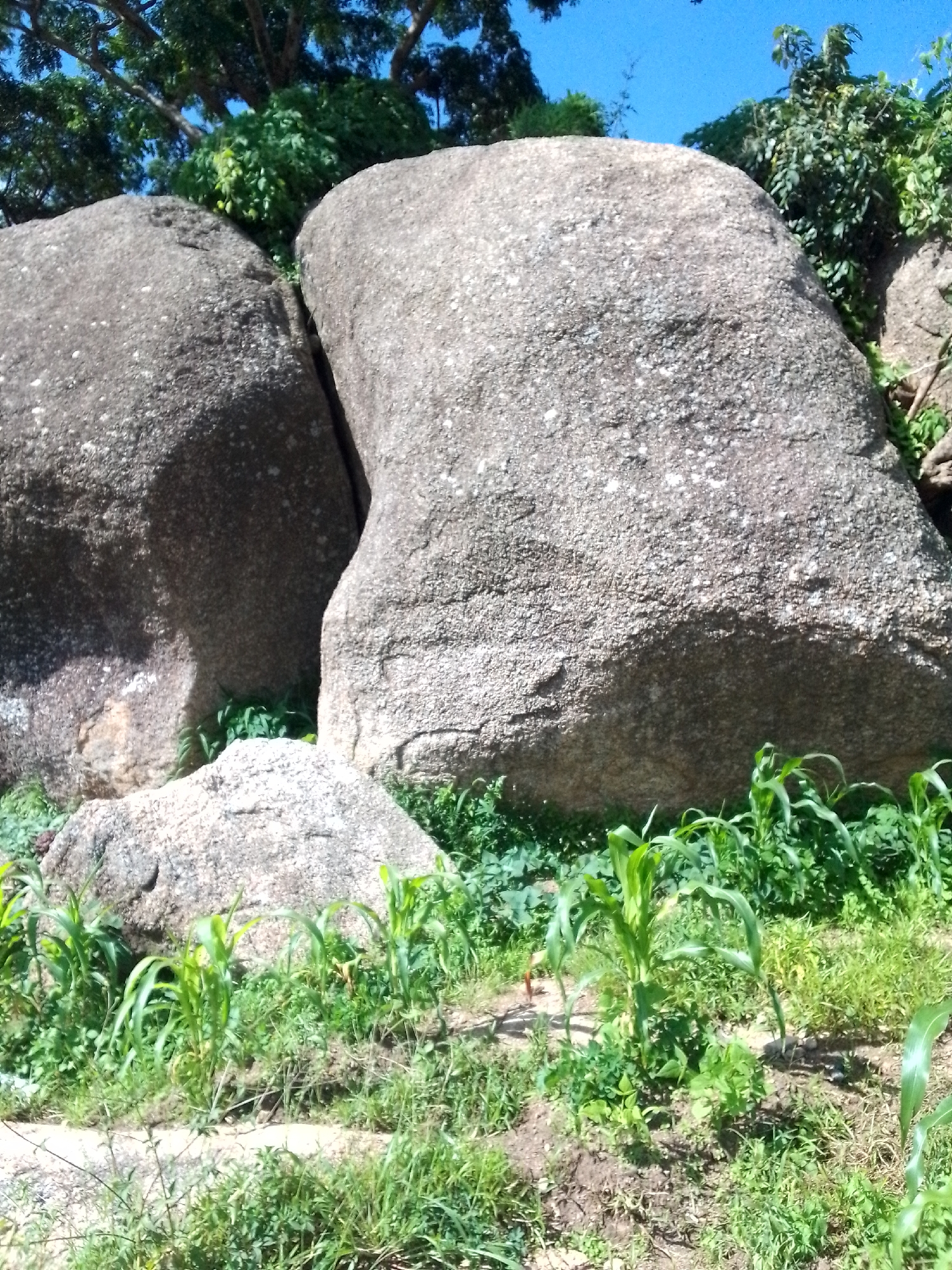 Two large, weathered granite boulders dominate the foreground of this outdoor scene. The boulder on the left is rounded and massive, while the boulder on the right is larger and more irregularly shaped, with a deep crevice separating it from the left boulder. Both boulders have a speckled texture, indicating they are composed of various minerals.
In front of the boulders, a patch of young corn plants with bright green stalks and leaves grows in the soil. Scattered among the corn are various other green plants and grasses. The ground is uneven and appears to be a mix of soil and smaller rocks.
Behind the boulders, lush green trees and foliage are visible, with branches extending towards the top of the frame. The sky above is a clear, vibrant blue. Sunlight illuminates the scene, casting shadows on the rocks and plants, suggesting it is daytime. The environment appears natural and possibly rural, given the presence of the boulders and crops.