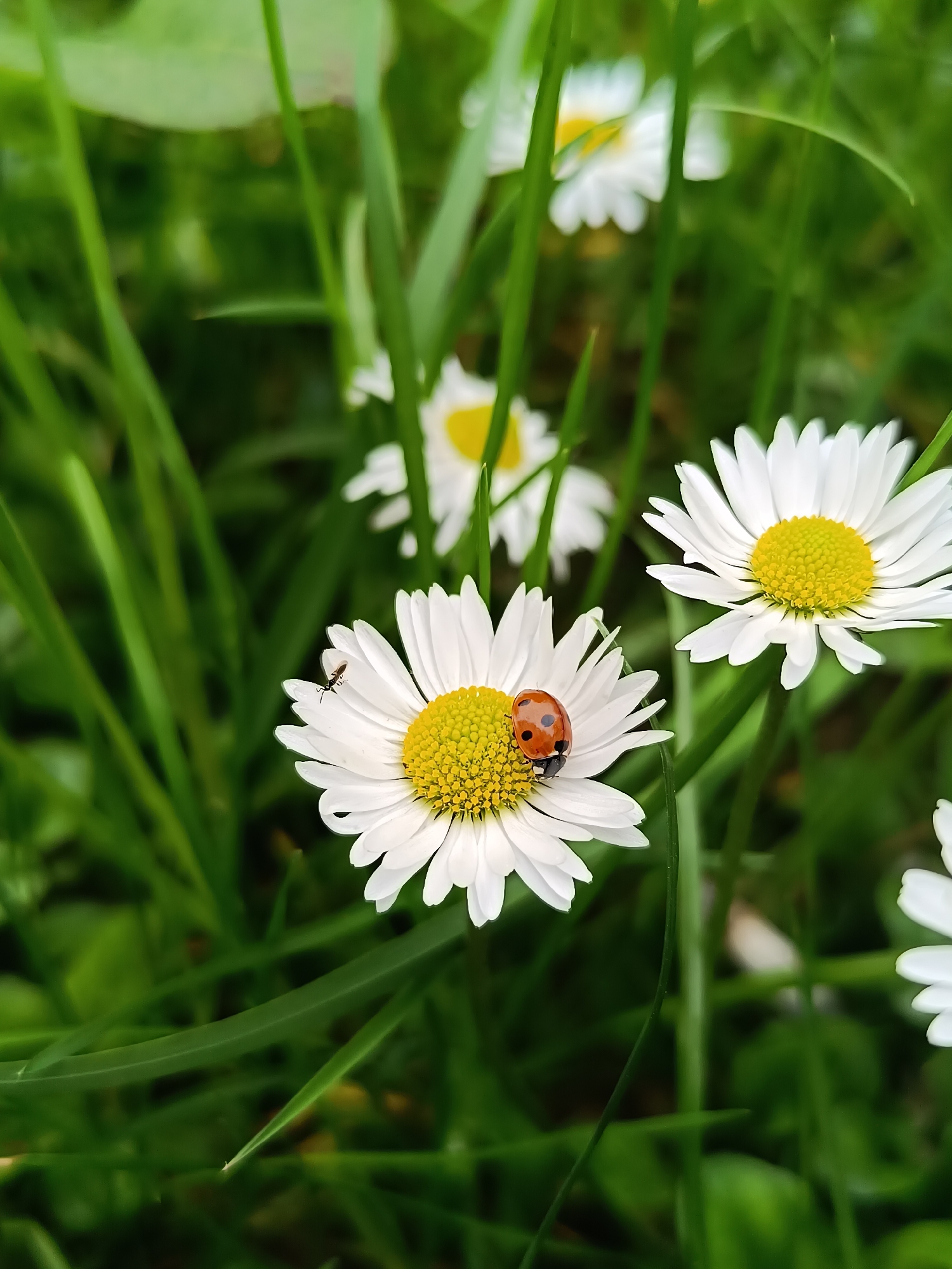 The image shows a close-up of a daisy flower with a ladybug on its petals. An additional insect is also visible on the petals of the daisy. The flower is surrounded by green grass and other daisy flowers. The location in the city of Pleven, Bulgaria is not discernible from the image.