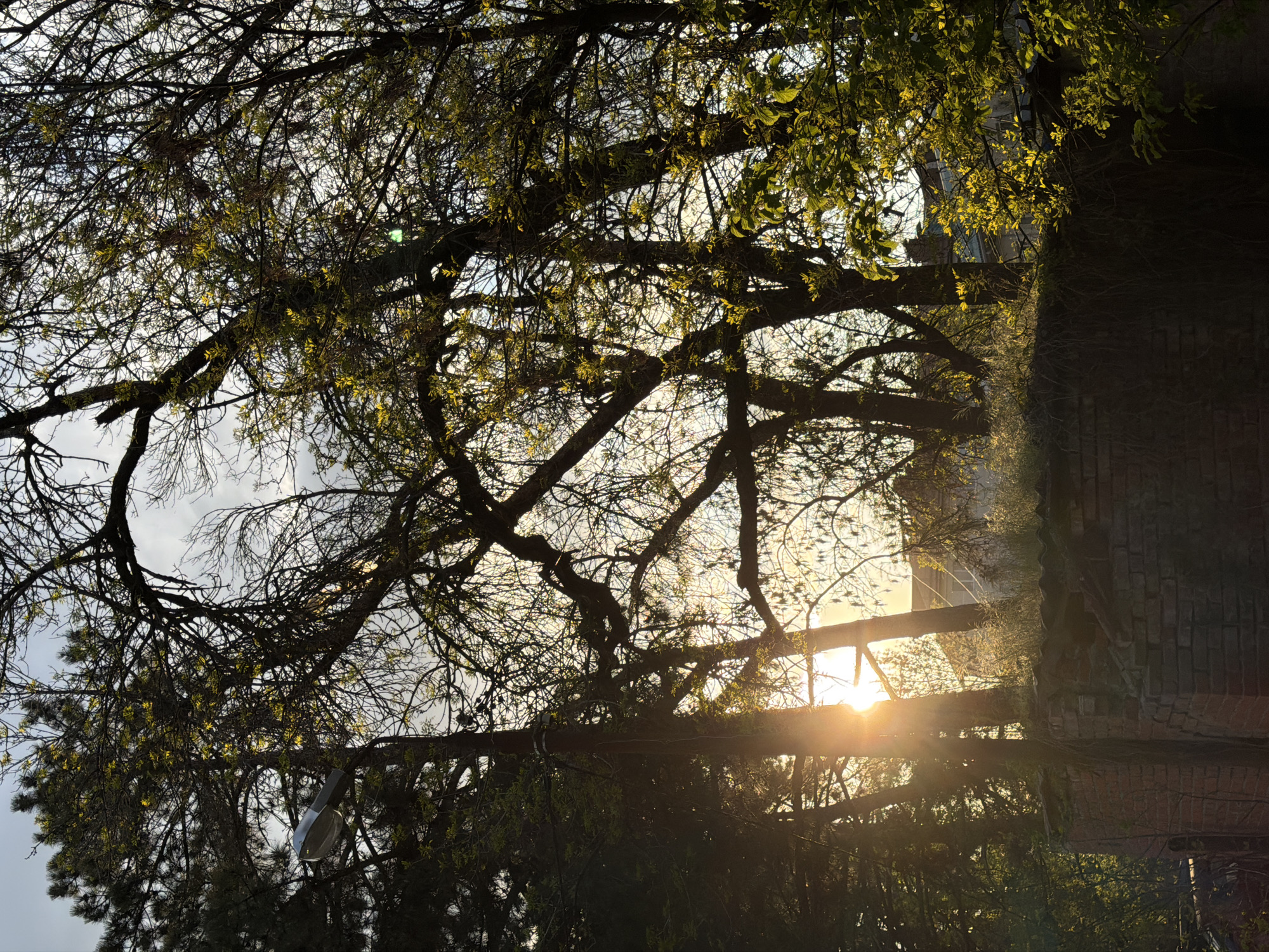 The image, correctly oriented, depicts an outdoor scene at either sunrise or sunset, with warm, golden light filtering through a canopy of trees. The sun, partially obscured by branches, creates a bright flare in the mid-right portion of the frame. Numerous tree branches, some bare and some with nascent, light green leaves, are silhouetted against a bright, partly cloudy sky, indicating early spring. The perspective is from below, looking upwards through the dense network of branches.
On the right side of the image, a brick building is visible, partially cast in shadow and interwoven with foliage. In the lower-left corner, a modern streetlamp is partially discernible amidst the tree branches. No human activity or individuals are present. The scene captures a tranquil moment in nature during the "golden hour," emphasizing the interplay of light and shadow through the emerging spring foliage. There is no visible text.