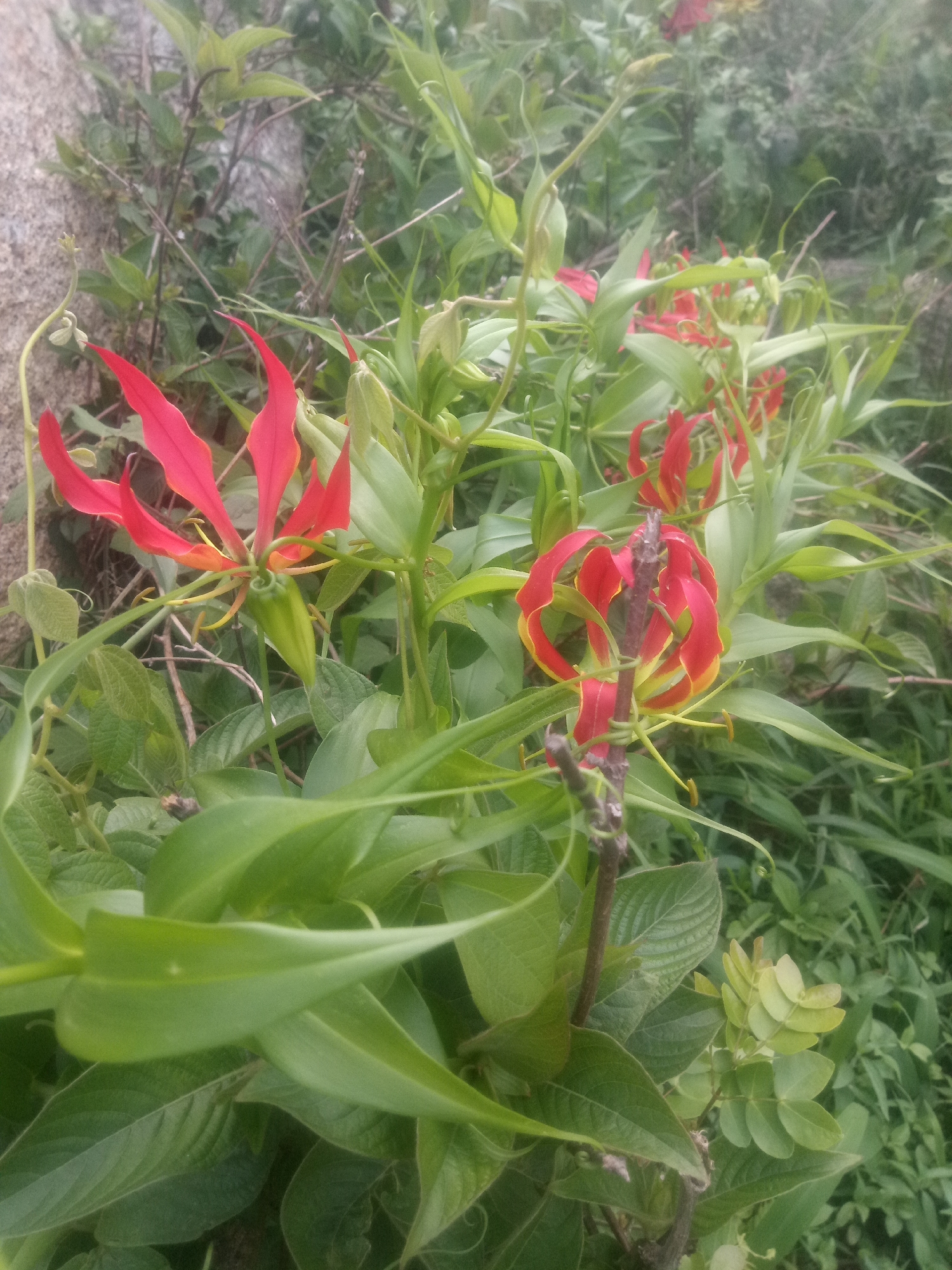 This media file is a close-up photograph of a cluster of vibrant red and yellow flowers with green leaves. The flowers, which appear to be Gloriosa lilies, have long, wavy petals and prominent stamens. They are interspersed with lush green foliage, creating a natural, wild setting. The lighting suggests it might be daytime, and the overall impression is one of natural beauty and growth. The background is somewhat blurred, emphasizing the detailed focus on the flowers and leaves in the foreground. There are no people or text visible in the image. The scene appears to be outdoors, possibly in a garden or natural environment.