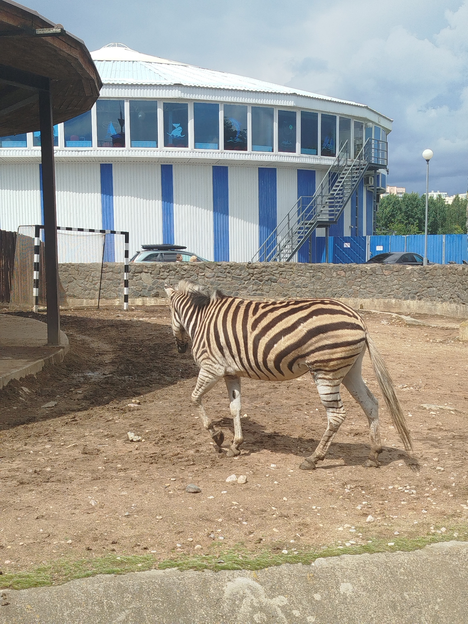 An outdoor enclosure for animals at what appears to be a zoo or park. A zebra is the primary subject, seen from the rear left side, walking away from the camera. The zebra has the characteristic black and white stripes. The ground is dry and dusty, with scattered stones and some patchy green vegetation near a concrete barrier in the foreground.
In the background, there is a large, circular building with a white and blue striped exterior. The upper portion of the building has numerous windows with blue-tinted glass, and some aquatic-themed decals are visible on the glass. An external metal staircase leads up the side of the building. Beyond the building, there are trees, other buildings, and a cloudy sky.
To the left of the zebra, there is a football (soccer) goal with a black and white striped frame and a net. Behind the goal, a stone wall is visible, and beyond that, a silver car with a roof rack is parked. To the right of the car, a dark-colored car is also visible. A blue fence runs along the middle ground. A tall, round light fixture is positioned to the right of the building. A wooden covered structure is partially visible on the far left of the image. The scene is set during the day.