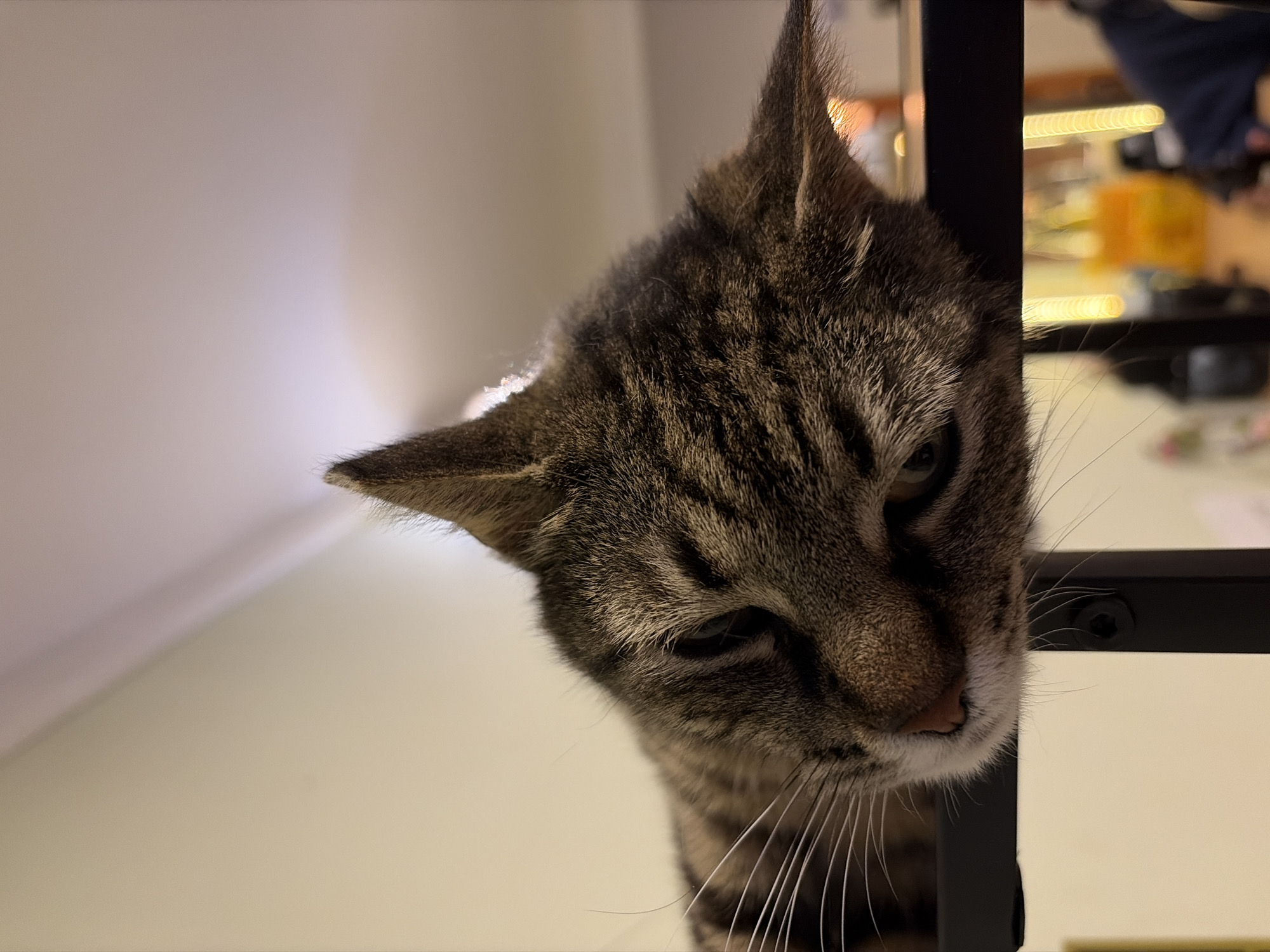 A close-up, slightly low-angle shot depicts the head and upper body of a tabby cat peering over a black, metal structure. The cat has a brown and black striped coat, pointed ears, and long, white whiskers. It appears to be indoors. The background is blurred, showing what seems to be a room with ambient lighting and hints of furniture or shelving. There's no information that this is in Budva, Montenegro.
