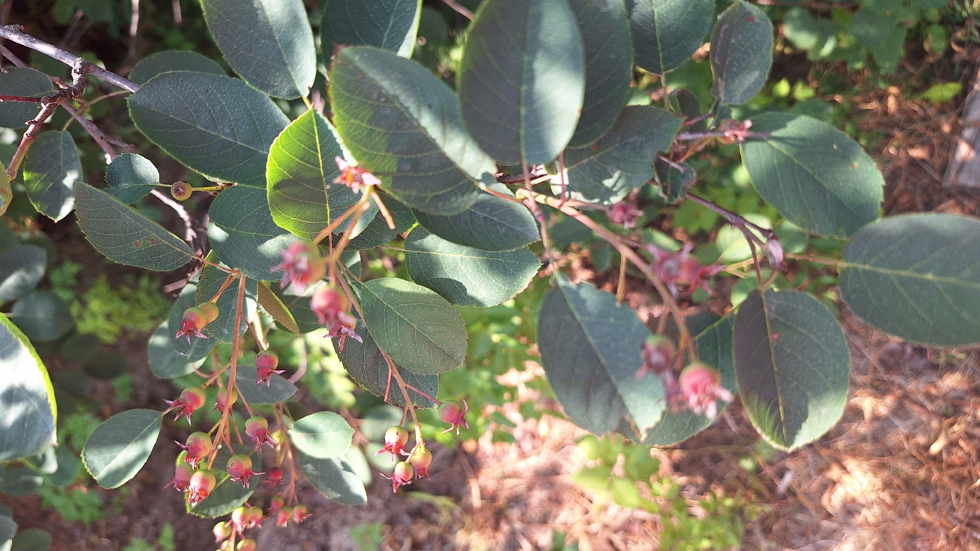 A close-up, vertical shot shows a branch of a plant with green leaves and small, developing berries. The berries are mostly light green with red tips and are clustered together. Some of the leaves are in sharp focus, while others are blurred. The background consists of more foliage and dry, brown ground cover, likely pine needles or mulch. The lighting suggests it is daytime, with sunlight dappling through the leaves. The image appears to be taken outdoors, possibly in a garden or wooded area. There are no people or man-made objects clearly visible.