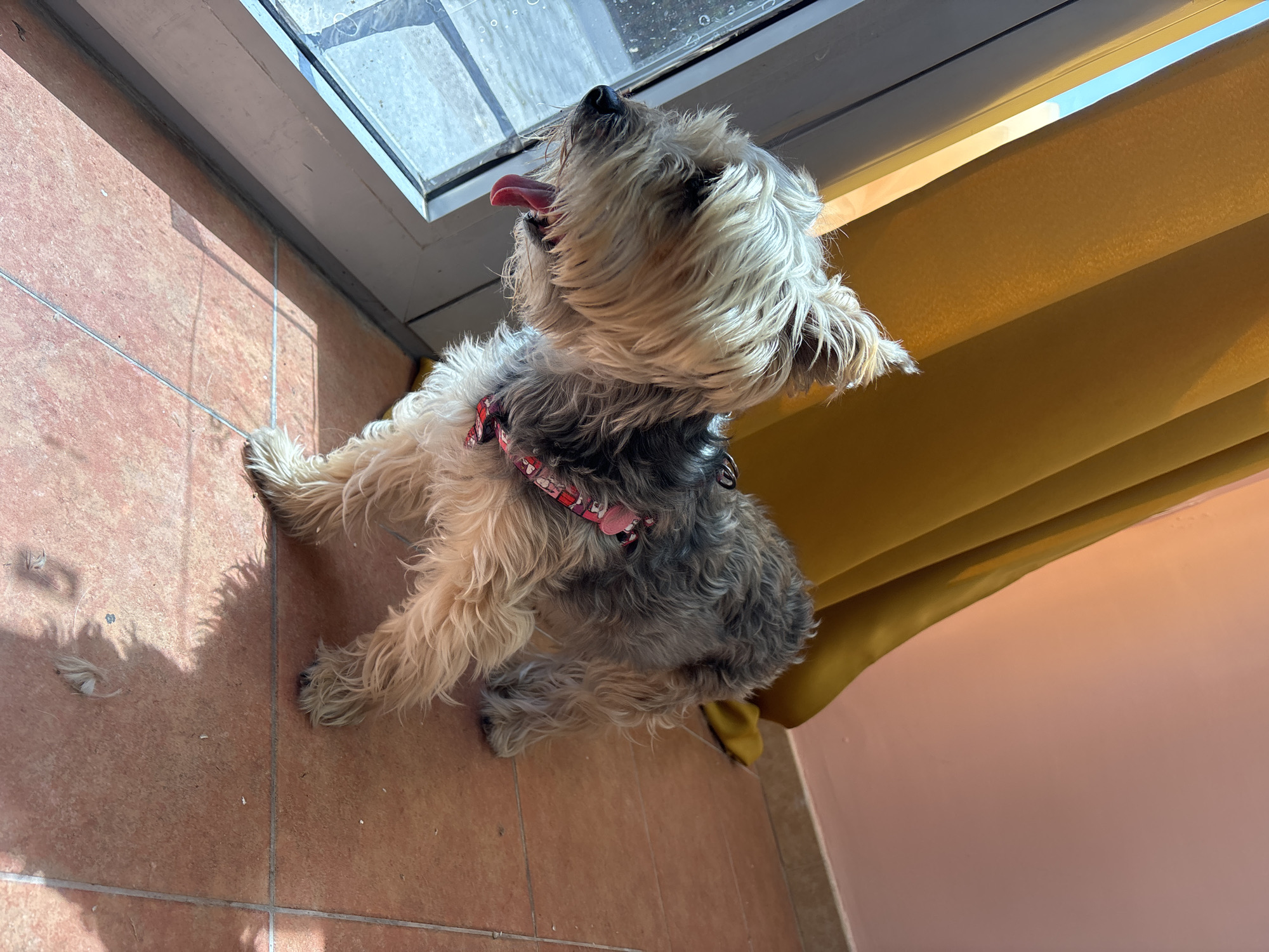 A small, shaggy dog, with tan and grey fur, stands near a window with its tongue hanging out. The dog is wearing a red and white patterned harness. It is positioned on a tiled floor that appears to be terracotta or a similar reddish-brown color. Sunlight casts shadows across the floor and the lower part of the dog. In the background, a bright yellow curtain is visible, partially obscuring a wall that is a pale pink or peachy color. The windowpane shows a bright, slightly blurred outdoor scene, possibly indicating it is daytime and sunny. The environment suggests an indoor setting, likely a room in a house or apartment. There is no information in the image to indicate the location within the city of Budva, Montenegro.