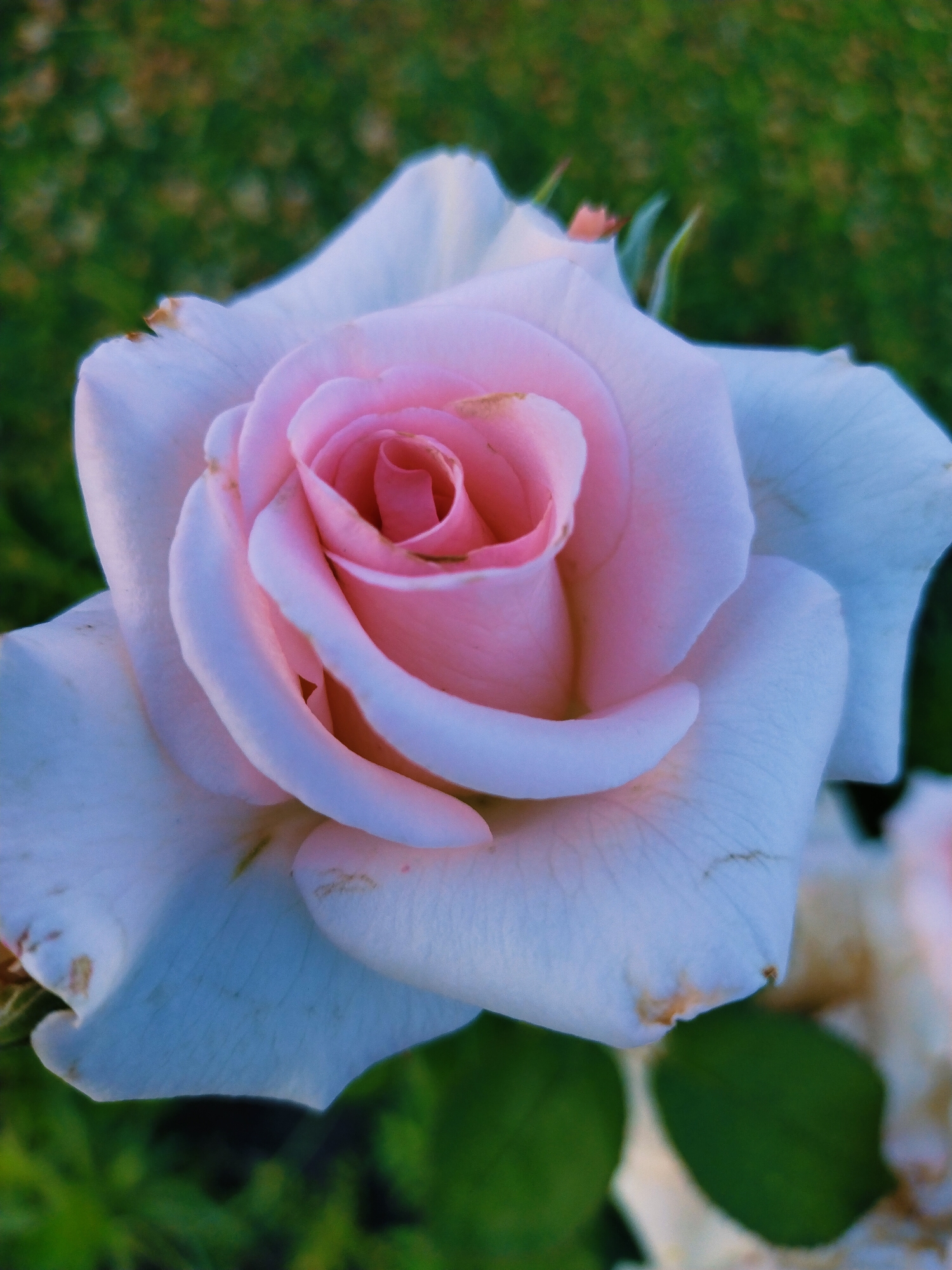 A close-up, vertical shot captures a light pink and white rose in full bloom against a blurred green background, suggesting an outdoor setting possibly in the city of Horishni Plavni, Ukraine. The rose's petals are delicate and layered, with the inner petals displaying a richer pink hue that gradually fades to white towards the outer edges. Some of the outer petals show slight browning or imperfections at their tips. The soft lighting highlights the texture and curves of the rose. The background is a soft wash of green, indicating foliage or grass, further emphasizing the rose as the central subject. There are no people or explicit man-made objects visible in the frame, only the natural beauty of the rose and its environment.