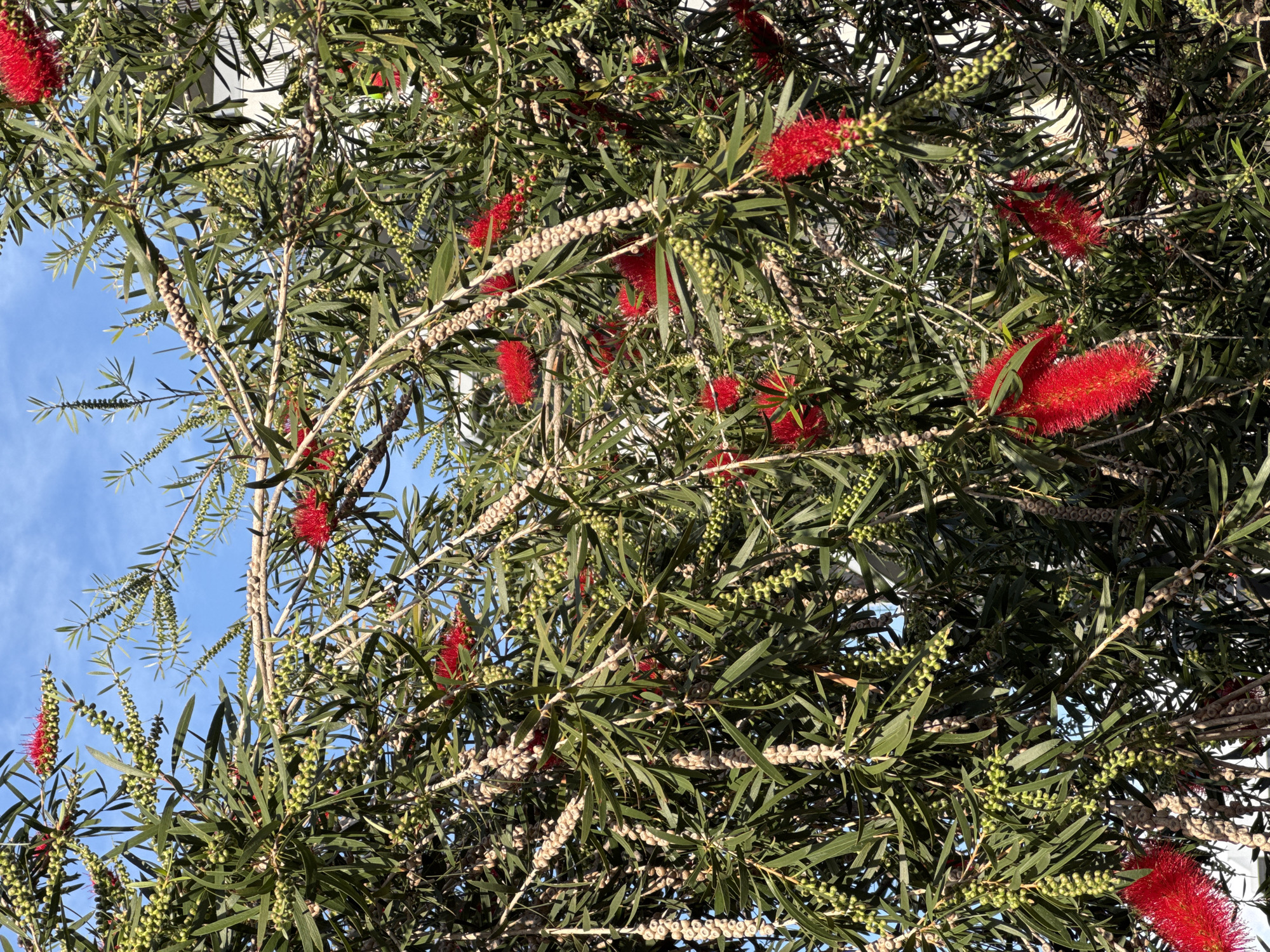 The image displays a close-up view of a Callistemon (bottlebrush) tree in Ramat Gan, Israel, against a clear blue sky. The dense foliage features numerous elongated, dark green leaves. Vibrant red, brush-like flowers are visible throughout the frame, along with multiple stages of fruit development. Mature, woody, tan-colored seed pods are present in distinct cylindrical clusters on the branches. Additionally, strings of small, green, spherical buds or unripened fruits are interspersed among the leaves. A light-colored building is partially visible in the upper right background. The scene is illuminated by direct sunlight, casting subtle shadows and highlighting the plant's textures. No individuals, animals, or artificial light sources are depicted.