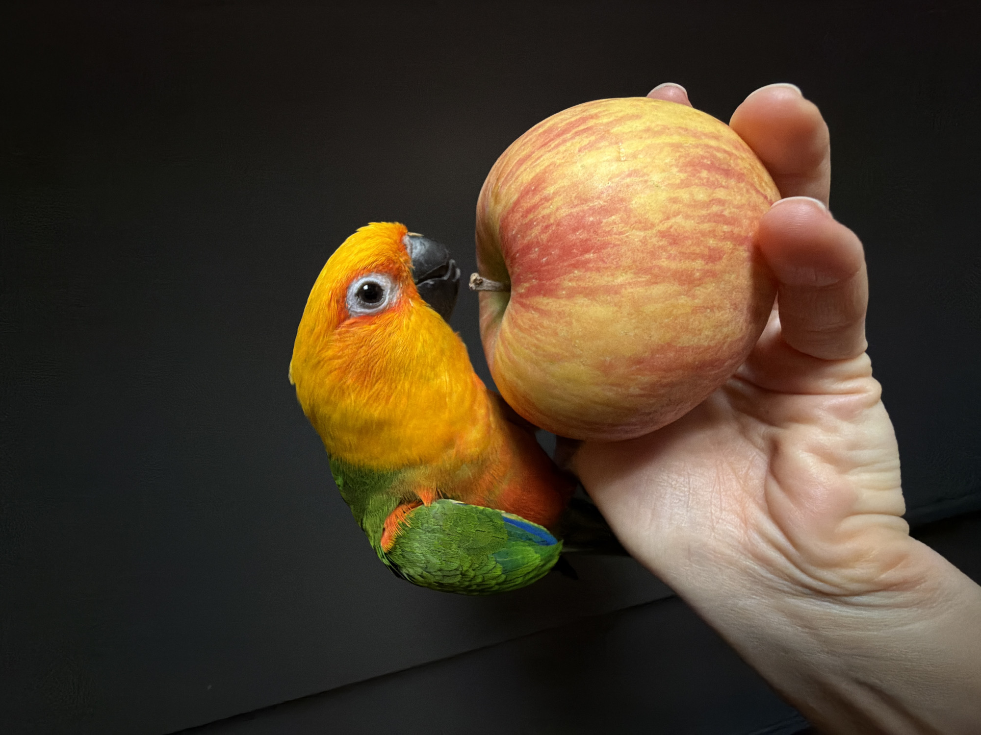 An image captured in the city of Khimki, Russia, displays a close-up of a human hand holding a single apple, while a parrot interacts with the fruit. The hand, visible from the wrist to the fingertips, has light-toned skin and holds a yellow-red striped apple with a short stem. Perched upon or next to the hand is a small, vibrant parrot, likely a Sun Conure, characterized by its bright yellow-orange head and chest, green back and wings, and distinct blue primary feathers. The parrot's dark eye features a light grey orbital ring, and its beak is dark. The bird is oriented with its head tilted towards the apple, suggesting an investigative or imminent feeding action. The background is uniformly dark, lacking any discernible features.