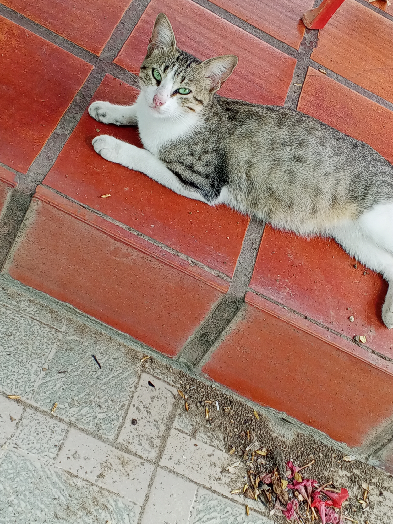 A cat with gray and white fur and green eyes lies on a red brick surface. The brick surface appears to be a patio or walkway. The cat is facing the viewer, with its front paws stretched out. The background includes a small section of a differently colored brick or stone surface, and some debris of leaves and flowers. The location is Tinaquillo, Venezuela.