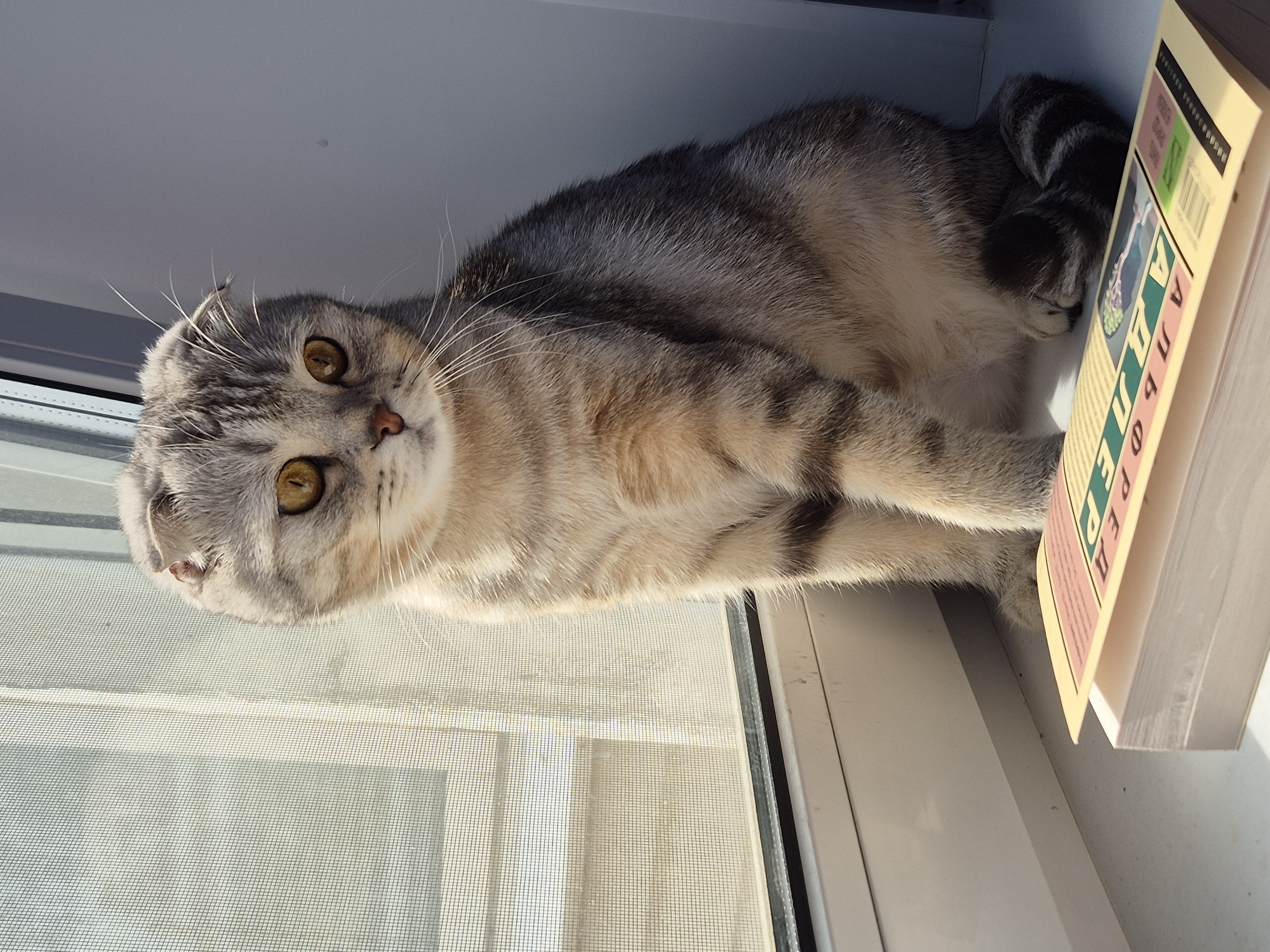A light gray and cream tabby cat with yellow eyes lies on a windowsill, next to a book titled "Алфера" (Alfera). The window is covered with a screen. The location is Chaikovsky, Russia.