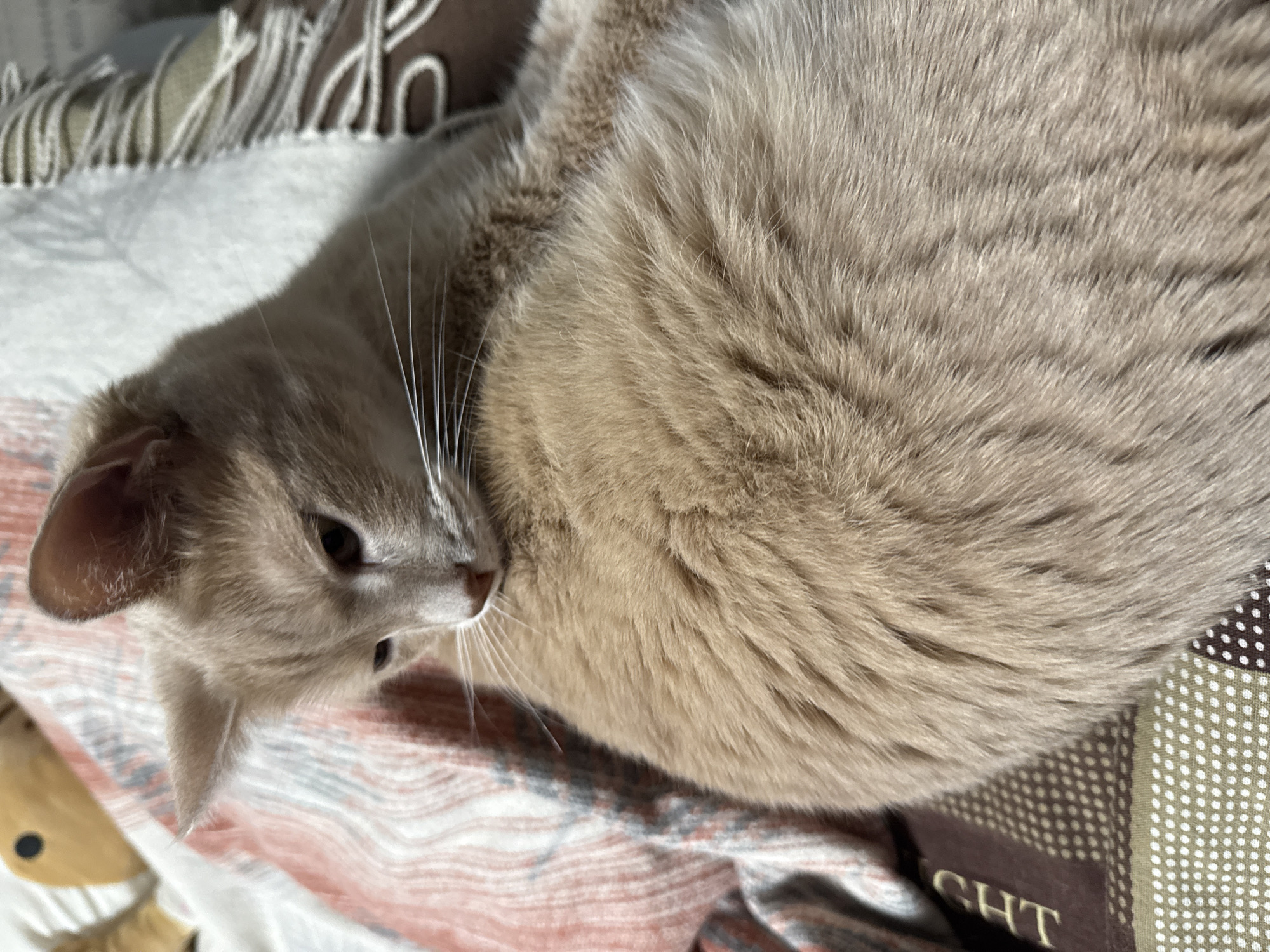 The image displays a domestic cat resting comfortably indoors in Chaikovsky, Russia. The cat, appearing to be a dilute tabby or fawn, has soft, light-colored fur in shades of cream, beige, and light grey, with faint stripe patterns visible across its body and head. It is curled up or lying on its side, with its head tilted downwards and slightly to its right, revealing its dark eyes and long white whiskers.
The scene suggests a cozy, peaceful setting. The cat is situated on what appears to be a stack of blankets or throws. One blanket directly beneath the cat features a subtle striped pattern in white, pink, and greyish tones. Another blanket, partially visible in the background, is a darker brown with white polka dots and includes visible text. The letters "GHT" are clearly discernible on this patterned brown fabric. A lighter, fringed blanket is also visible in the upper background.
The lighting is soft and diffused, characteristic of an indoor environment, creating a serene and calm atmosphere. The cat appears relaxed and content. A blurred, light brown object, possibly a toy, is faintly visible in the lower-left area near the cat's head.