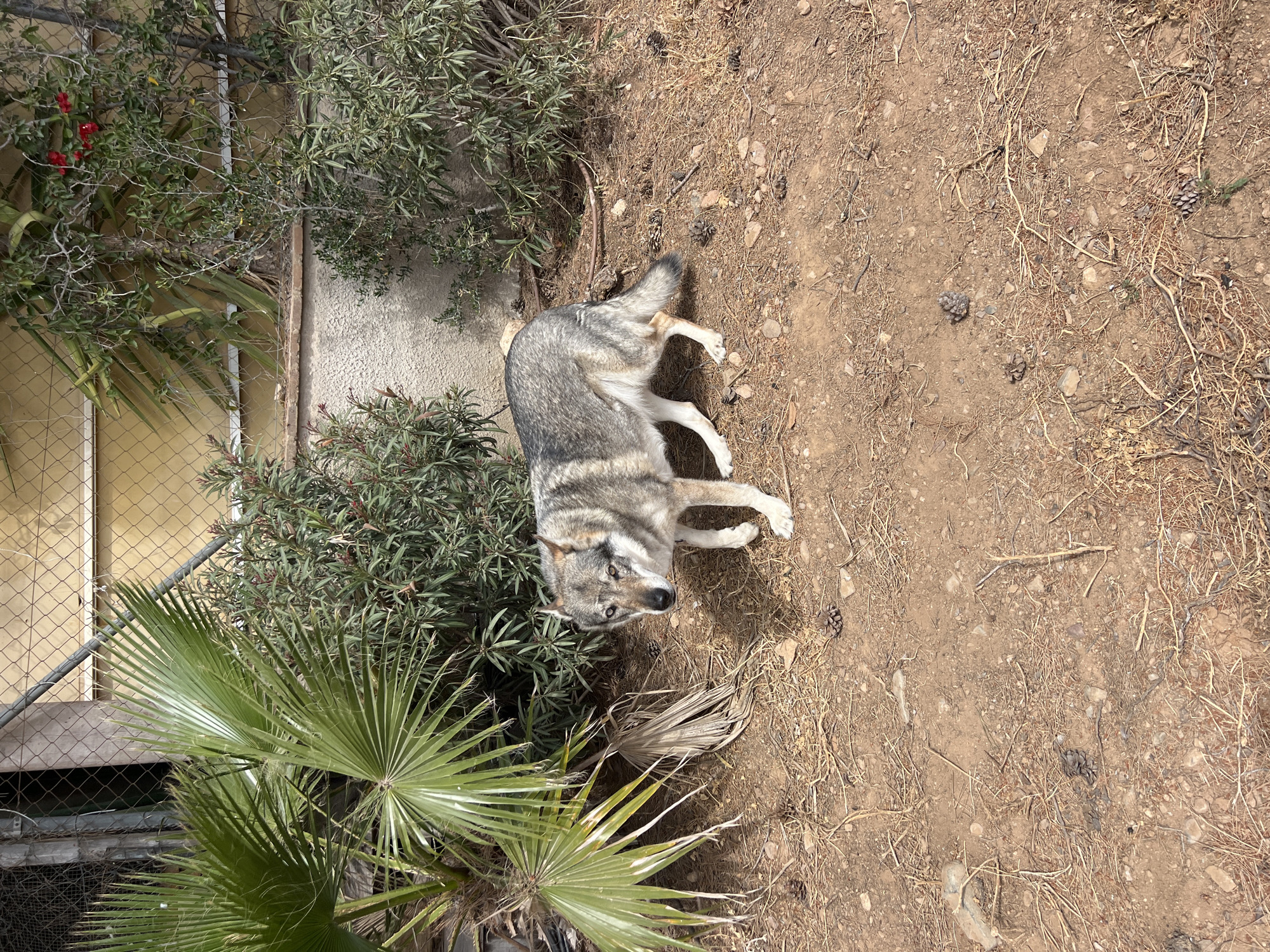 The image shows a gray wolf lying down in an enclosure. The enclosure appears to be a dirt area with some vegetation, including shrubs and a palm tree. In the background, there's a building with a chain-link fence. The wolf has a gray and white coat. The picture was taken during daylight. The location is the Aqualeon Safari Zoo in Vila-seca, Spain.