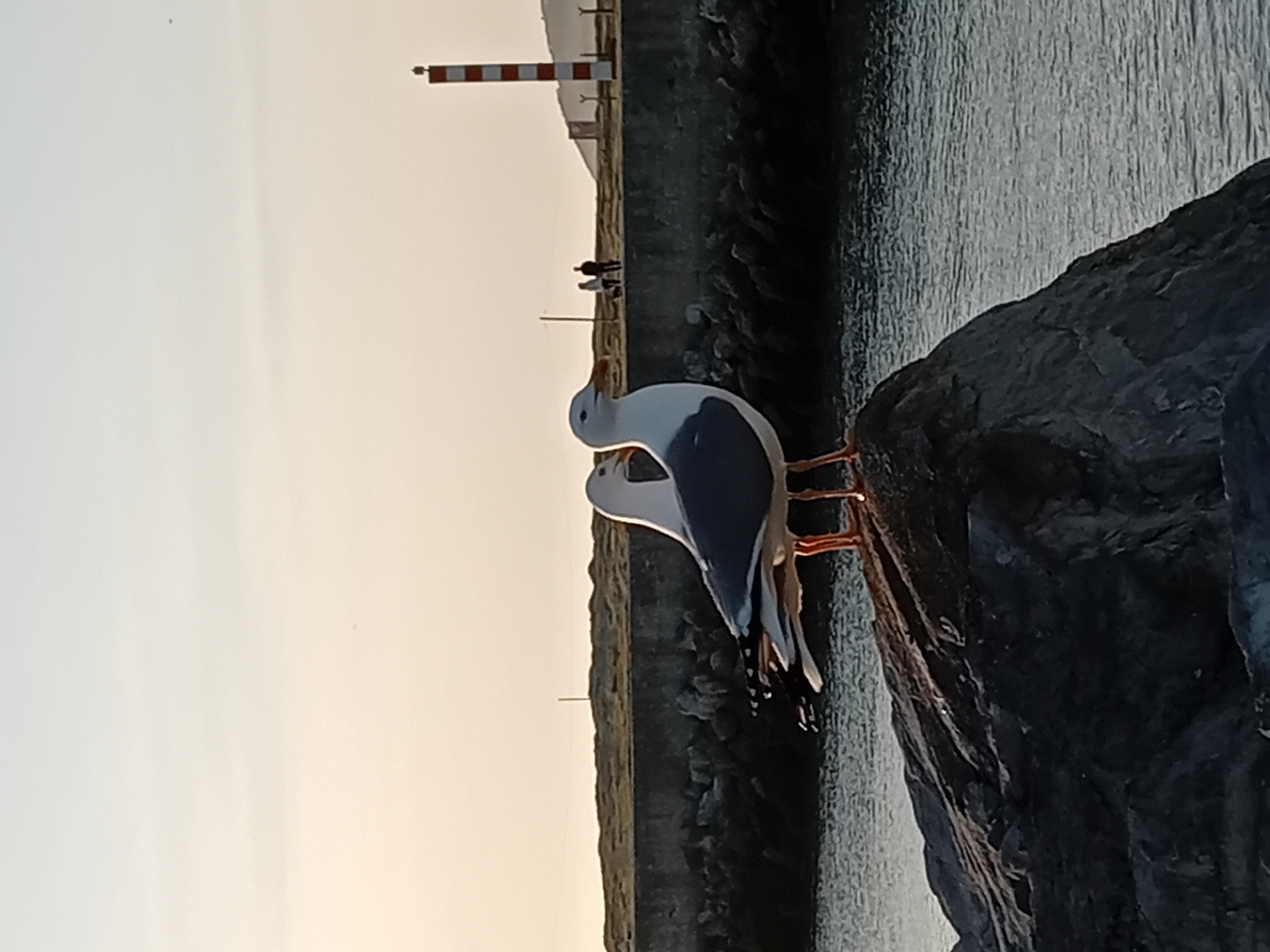 A seagull stands on a rock near water. In the background, a lighthouse with red and white stripes is visible. Two people are walking on a path near the lighthouse. The sky is a light gradient, suggesting either dawn or dusk. The location is Unknown, Unknown.