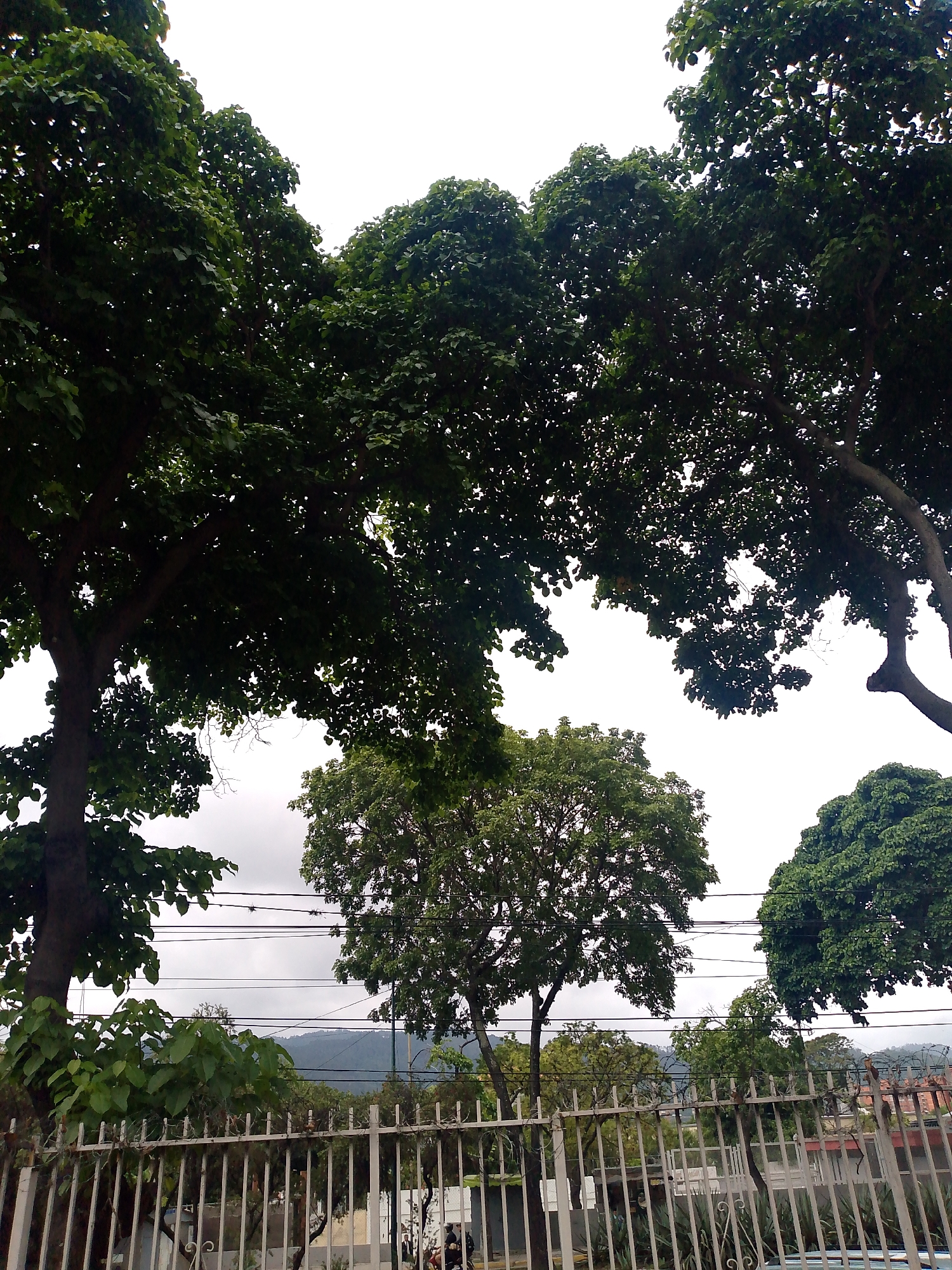 The image shows a street scene in Caracas, Venezuela, likely a residential neighborhood. In the foreground, a white metal fence runs horizontally across the frame. Behind the fence are various trees, some with dense green foliage that fill the upper part of the image and obscure the sky. Power lines are strung between the trees. In the mid-ground, a building is partially visible behind the fence and trees. Further back, a mountain range is discernible against the overcast sky. At the far right, a hint of a building is partially visible behind the foliage.