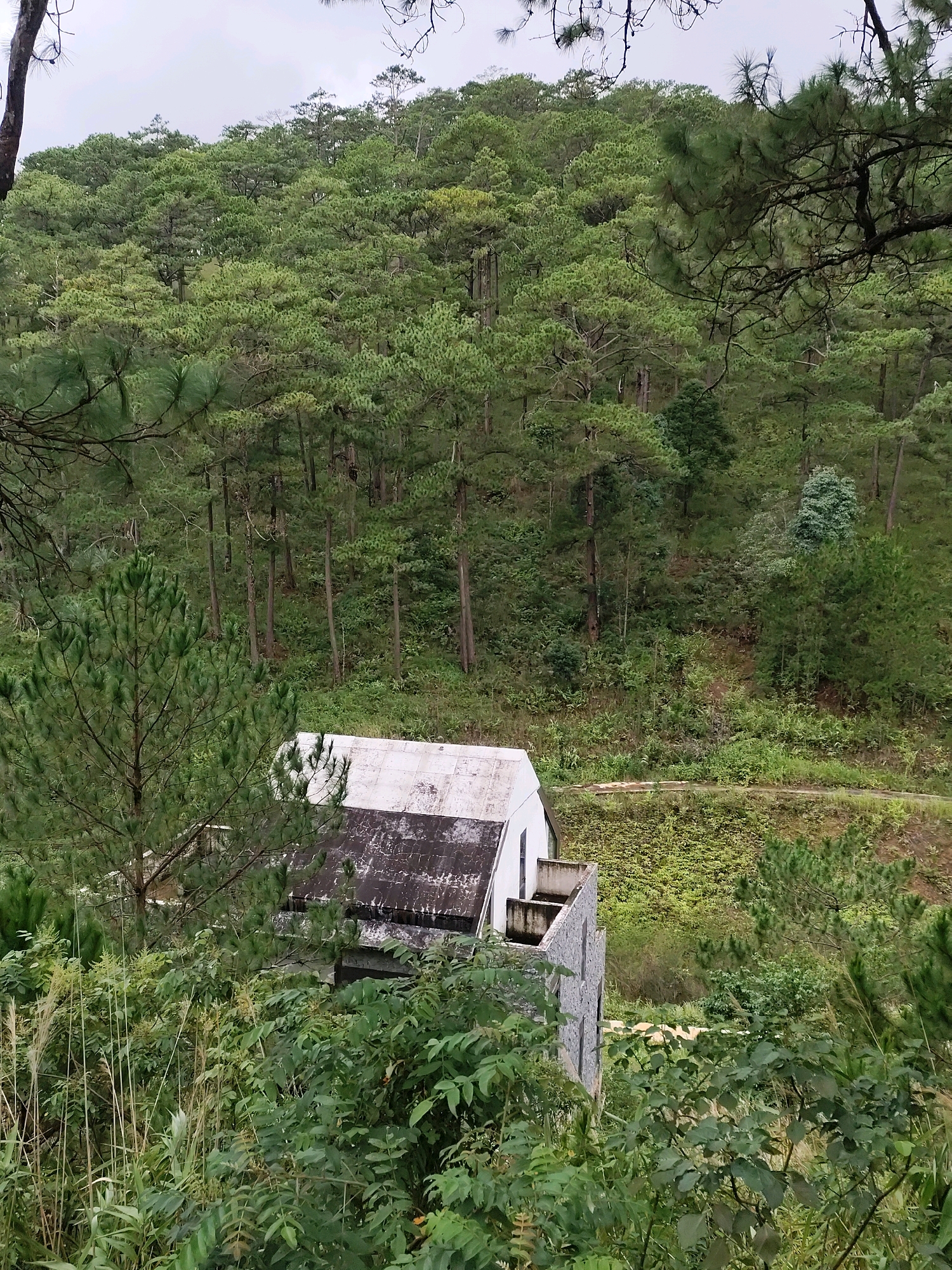 A vertical, slightly downward-angle shot captures a serene forest scene dominated by tall pine trees in Da Lat, Vietnam. A two-story building with a white roof, partially obscured by foliage, is nestled into the side of the hill. The building appears to be made of stone and concrete, with a visible staircase leading to an upper level. The surrounding environment is a dense forest of pine trees, with some undergrowth and scattered bushes. The sky is overcast, lending a soft, diffused light to the scene. The overall impression is one of tranquility and seclusion.