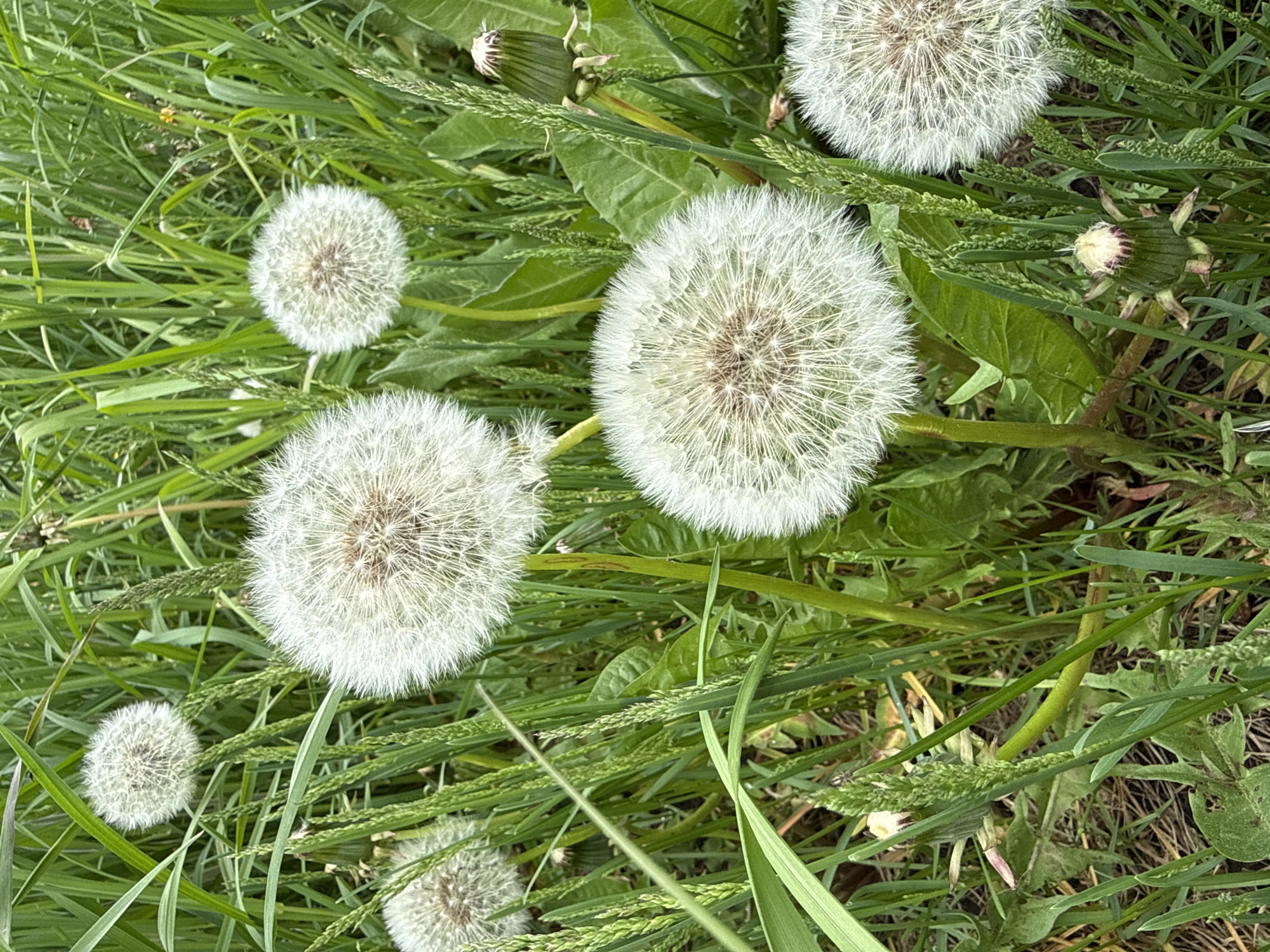 The image shows a close-up of several dandelions in a field of grass. The dandelions are in the seed head stage, with fluffy white spheres. The grass is green and dense. The scene is likely in a natural, uncultivated area. There is no indication of the location being in Votkinsk, Russia, as no specific landmarks or features are visible that would indicate this location. There are no people visible in the image.