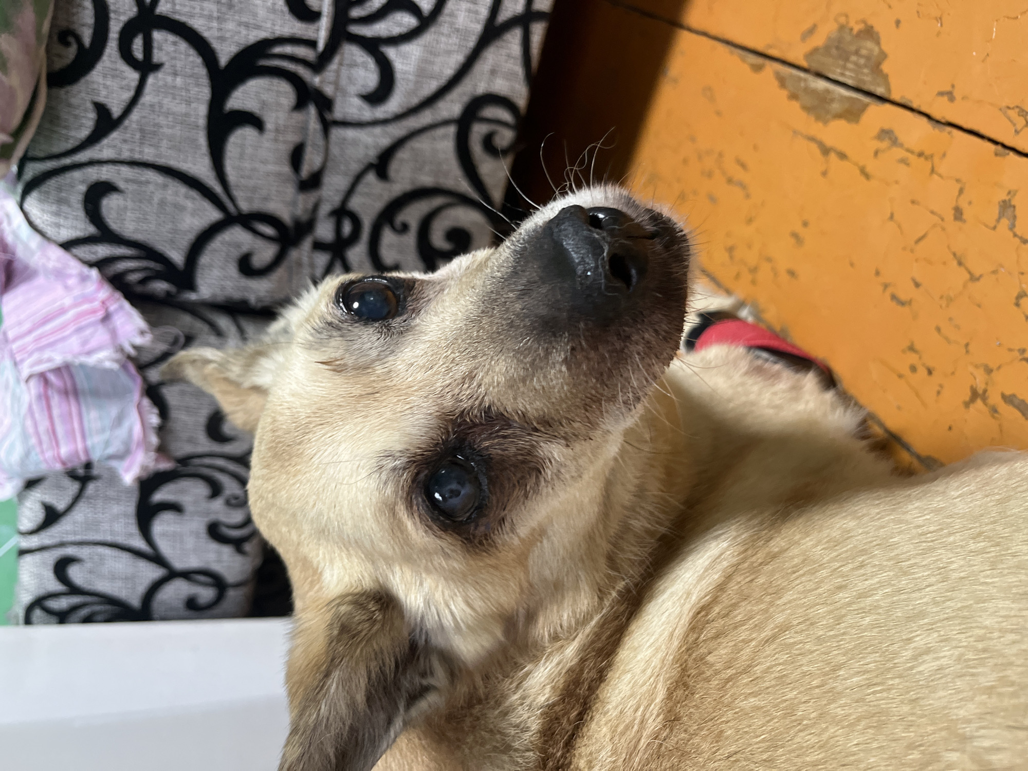 A close-up, eye-level shot focuses on the head and upper body of a small, tan-colored dog. The dog's fur is short and appears somewhat tousled, with lighter tones around its muzzle and darker markings around its eyes and ears. Its eyes are dark and appear slightly cloudy, with dark tear stains visible beneath them. The dog's nose is black and moist. It is wearing a red collar. The dog is positioned on an orange, textured wooden floor. In the background, a patterned gray fabric with black swirls is visible, likely upholstery or a blanket. Part of a white surface is also present to the left of the dog. The lighting is moderate, casting soft shadows. There is no discernible indication of the specific location within Nizhny Tagil, Russia, or any action beyond the dog being at rest.