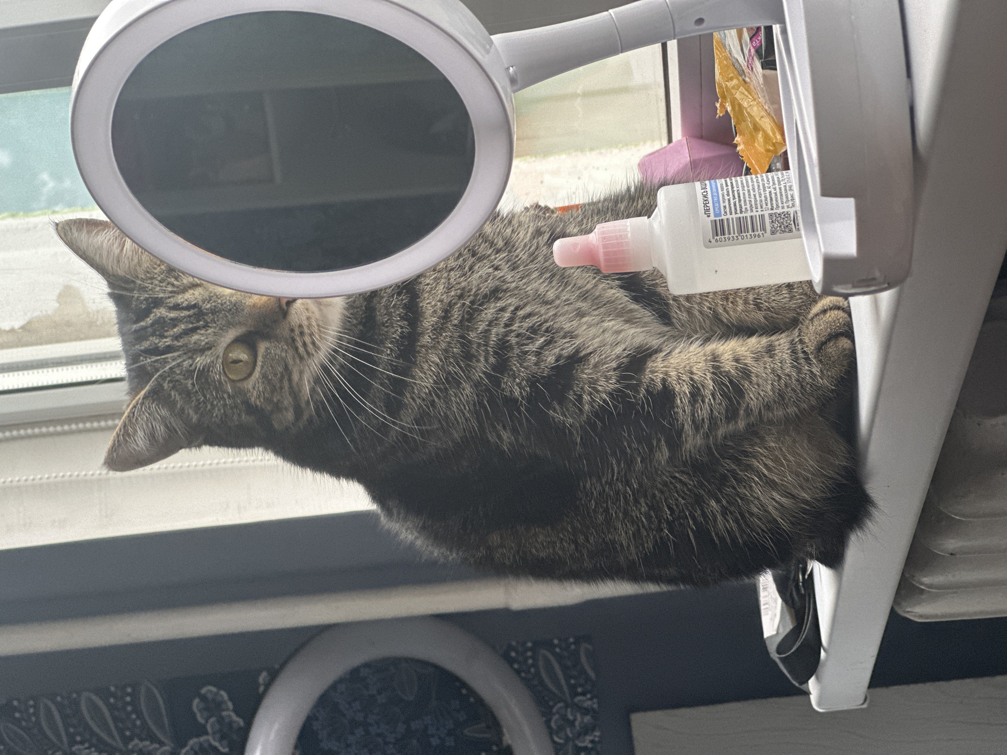 A tabby cat is perched on a surface next to a window, with a ring light positioned in front of its head. A bottle labeled "ПЕРЕКИСЬ ВОДОРО" (Hydrogen Peroxide) is placed next to the cat. The location is likely Stavropol, Russia, based on the label's manufacturer information ("АО «Каконот»). A white shelving unit is on the right side of the cat.