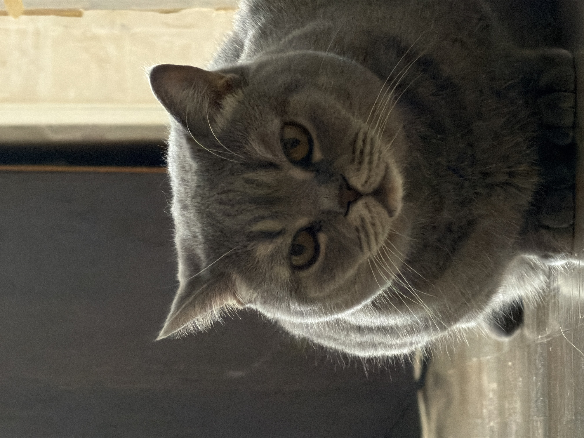 A gray cat with amber eyes is captured in a close-up, tilted-angle shot. The cat's face is the primary focus, displaying its whiskers and fur detail. The background is blurred, with darker and lighter areas suggesting a room interior. The location and city of Perm, Russia, cannot be confirmed from the image alone.