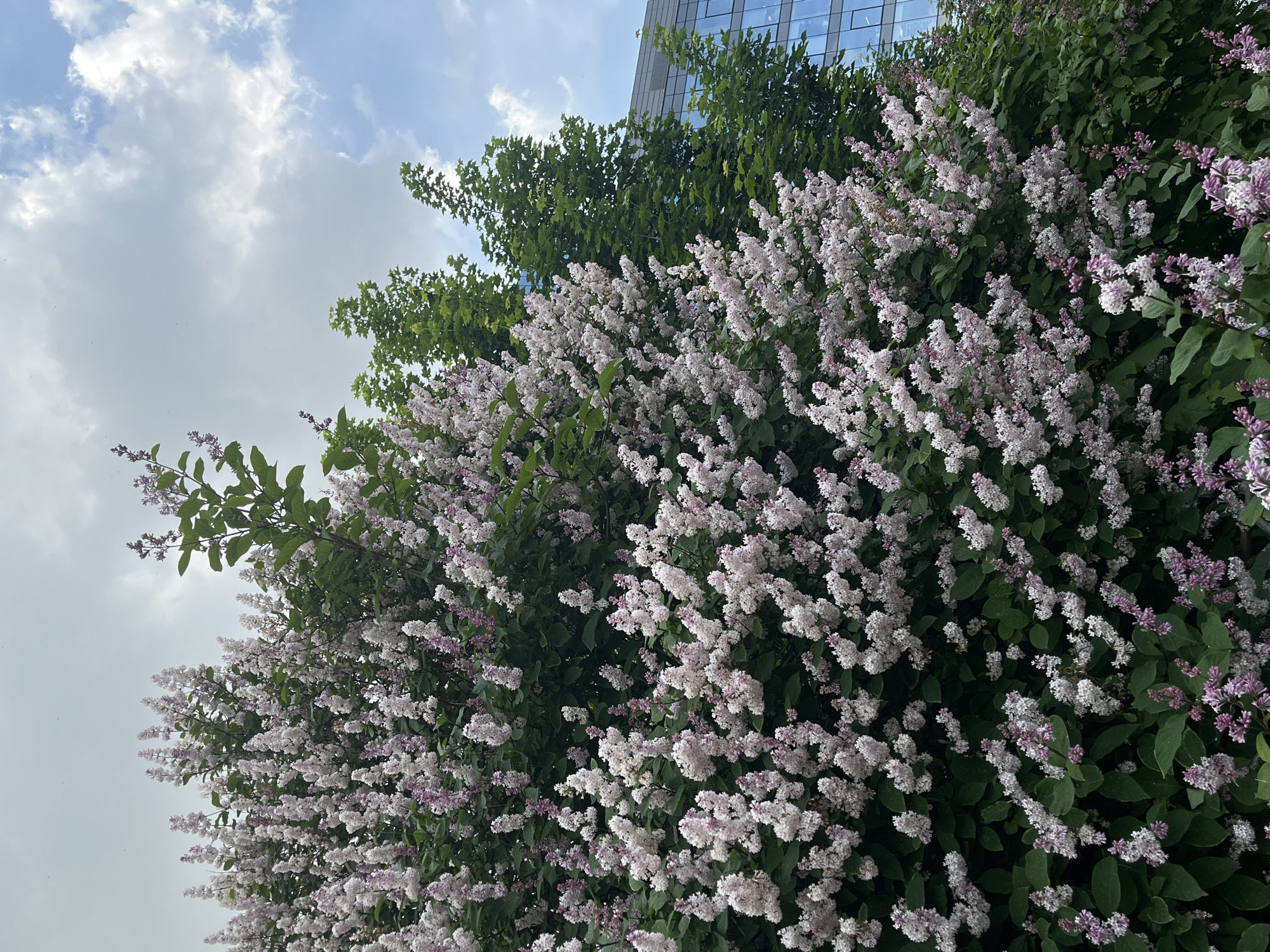 The image shows a bush with pale pink and lavender lilac blossoms in bloom, filling most of the frame. The bush is dense with dark green leaves. Behind the lilac bush, there are several tall green trees, their leaves a vibrant green. In the far right of the image, a modern glass-fronted building is visible, reflecting the sky. The sky above is a mix of white clouds and patches of blue. The overall scene is outdoors and appears to be taken during the daytime. There are no people or animals visible in the image. The location is not specified in the image.