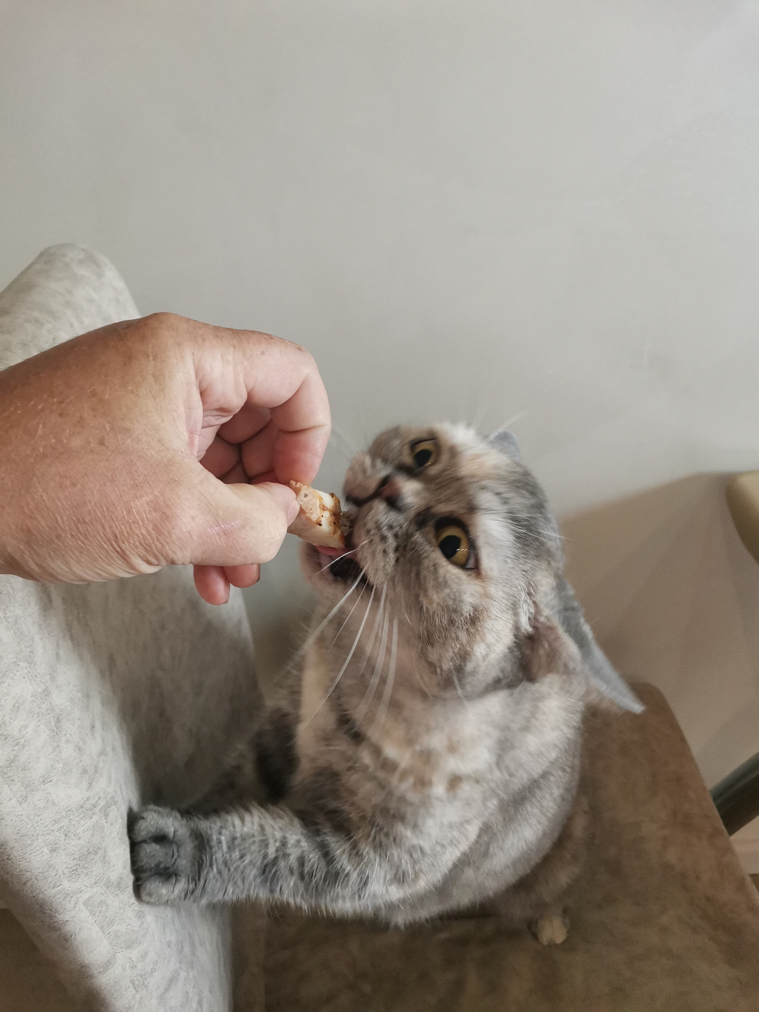In an indoor setting, a person's hand is holding a piece of food for a light grey and white cat. The cat is reaching up to eat the food. The background appears to be a light grey wall. The scene does not provide any information about the city of Chaikovsky, Russia.