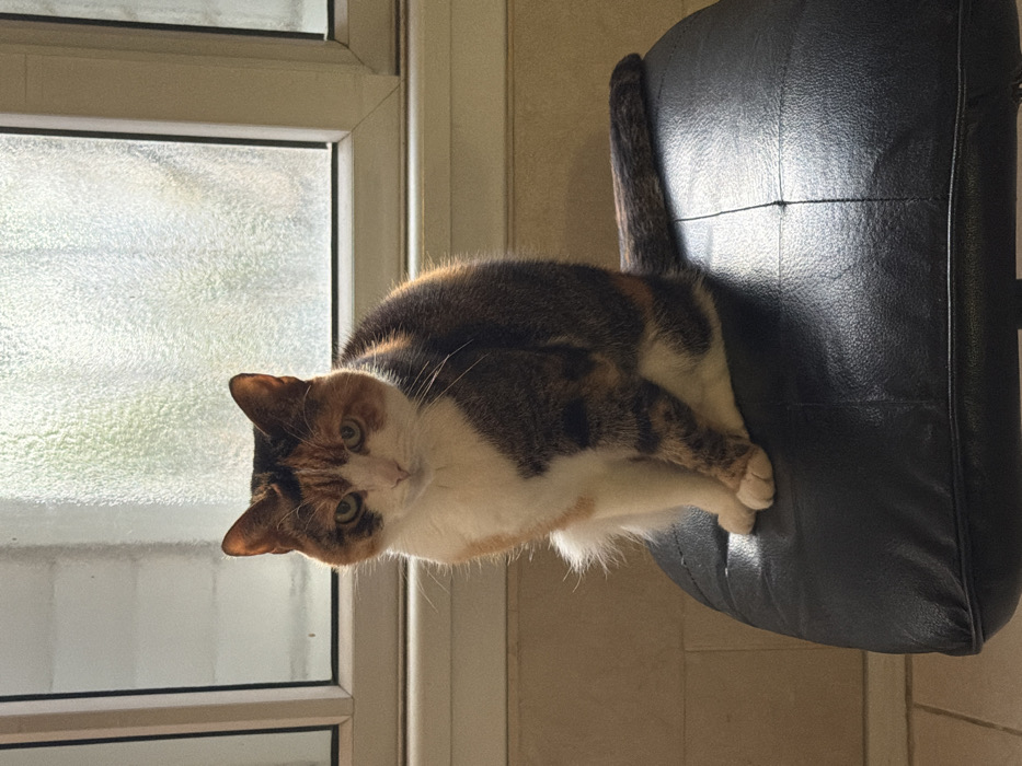 A domestic calico cat is depicted sitting upright on a dark, likely black, leather or faux-leather cushioned stool. The cat exhibits a fur pattern of white on its chest, belly, and paws, complemented by patches of ginger/orange and dark brown/black fur across its face, ears, and body. Its eyes are a greenish-yellow, and it maintains a neutral expression while looking directly forward. Its front paws are positioned together, and its tail extends horizontally across the stool's surface. The background features a window with a white frame and frosted or textured glass, which obscures any view beyond. A light-colored wall or tiled surface is visible beneath the window and to the left. Natural light, likely from the window, illuminates the scene, creating a subtle backlighting effect around the cat. The scene is located indoors in Tel-Aviv, Israel.