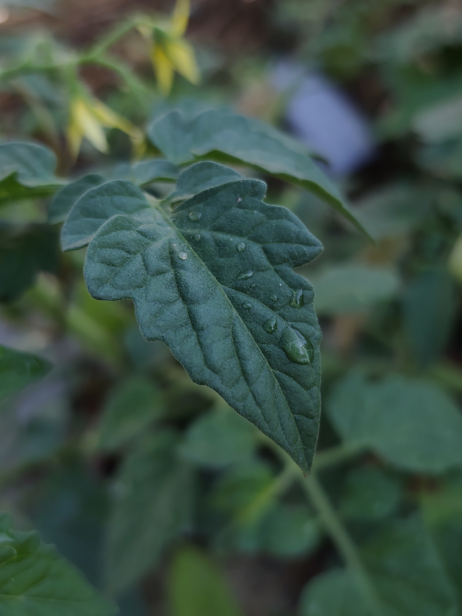 A close-up, vertical shot shows a dark green tomato leaf, glistening with dew drops. The leaf's surface is textured and slightly fuzzy, with prominent veins. In the blurred background, hints of pale yellow tomato blossoms can be seen, suggesting a garden setting. The overall impression is one of natural detail and the freshness of a plant after rain. The image does not contain any people, identifiable landmarks, or indications of the city of Oryol-Izumrud, Russia.