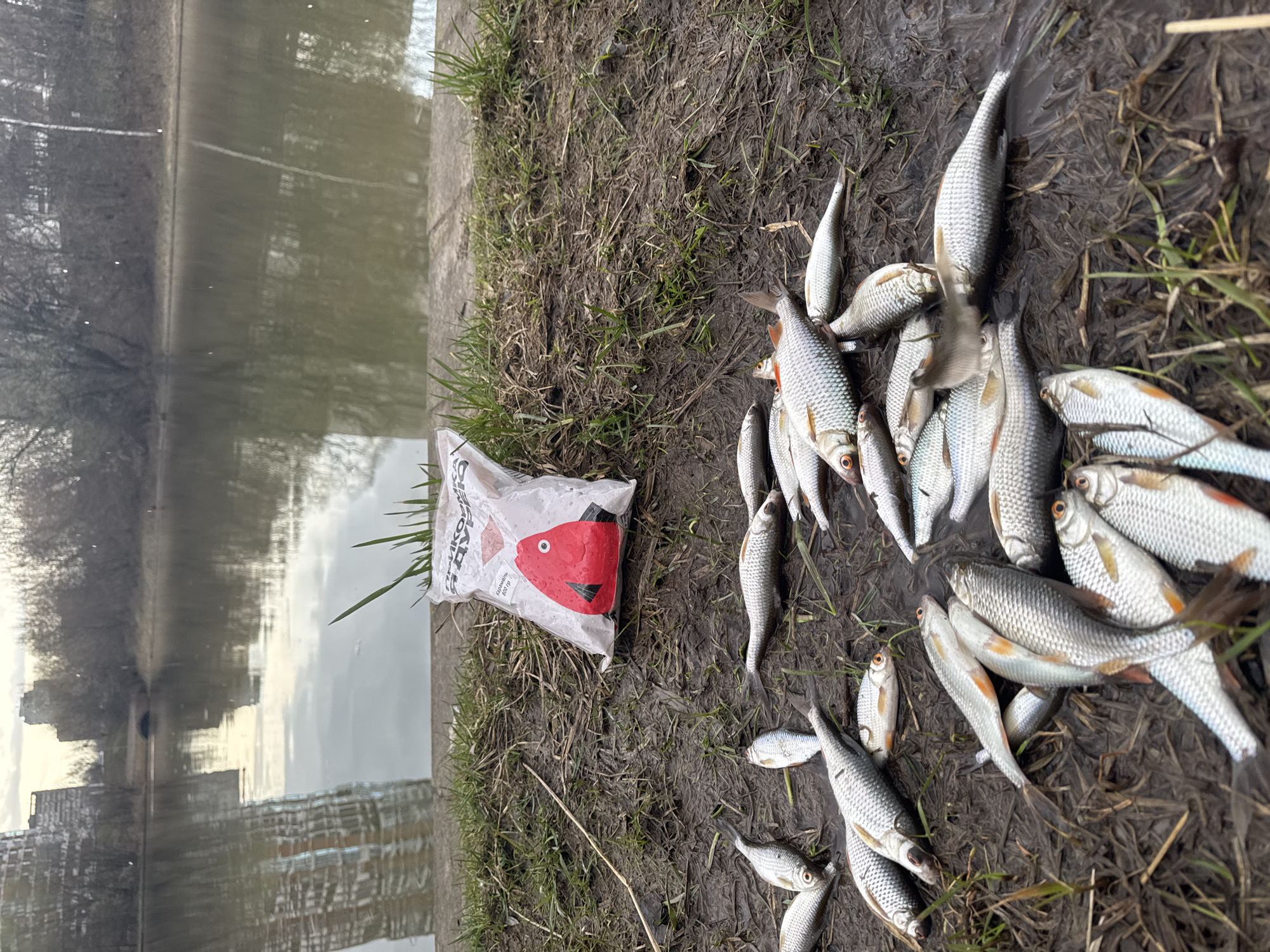 The image depicts a fishing scene near a body of water, likely a canal or river, possibly in Moscow, Russia, based on the reflection of buildings in the water. The foreground is dominated by a muddy bank covered with sparse grass. A white plastic bag with a red fish graphic and Cyrillic text lies on the bank. Next to the bag is a collection of dead, silver-scaled fish, likely caught from the adjacent body of water. There are no people visible in the image.